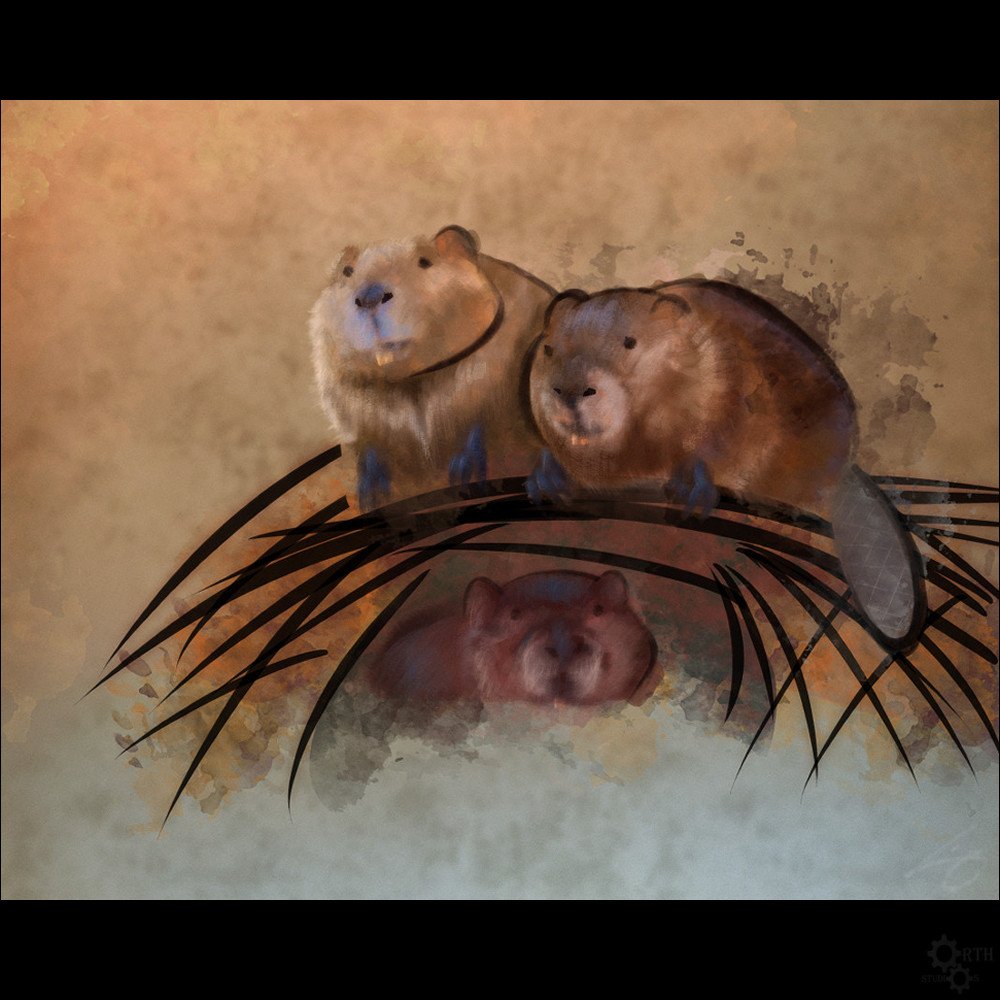 
Beavers