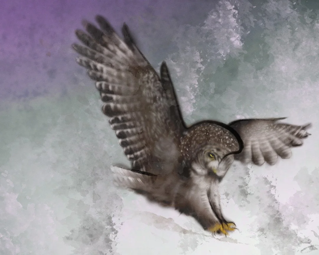 owl.jpg