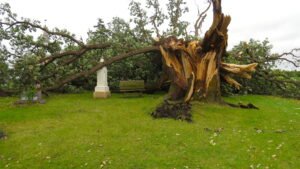 The Great Oak of Valley Grove Church Bur Oaks and the Oak Savanna