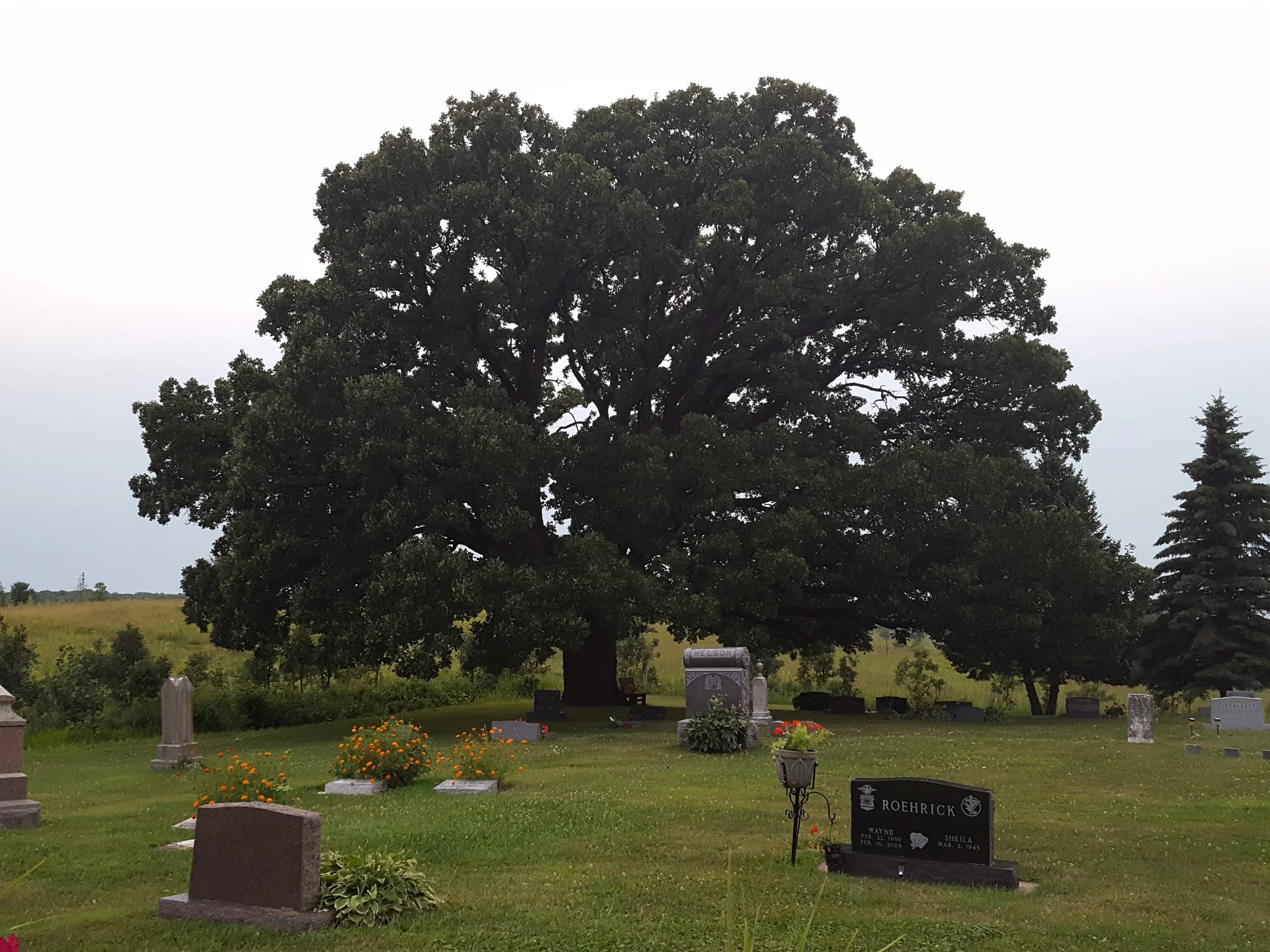A View from the Valley Grove Prairie