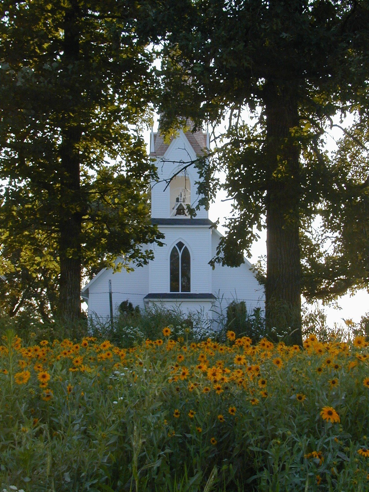 Prairie Notes: The Vole Beneath