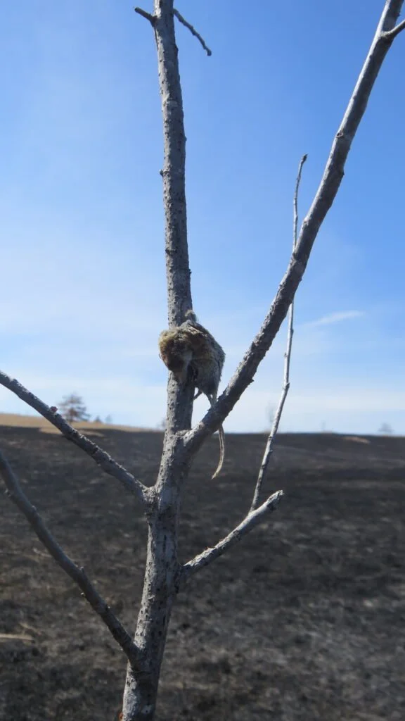 Prairie Notes: The Butcher Bird