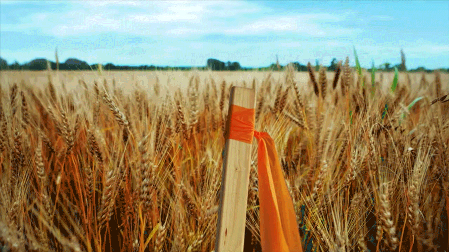 DFW Airport X The Golden Year