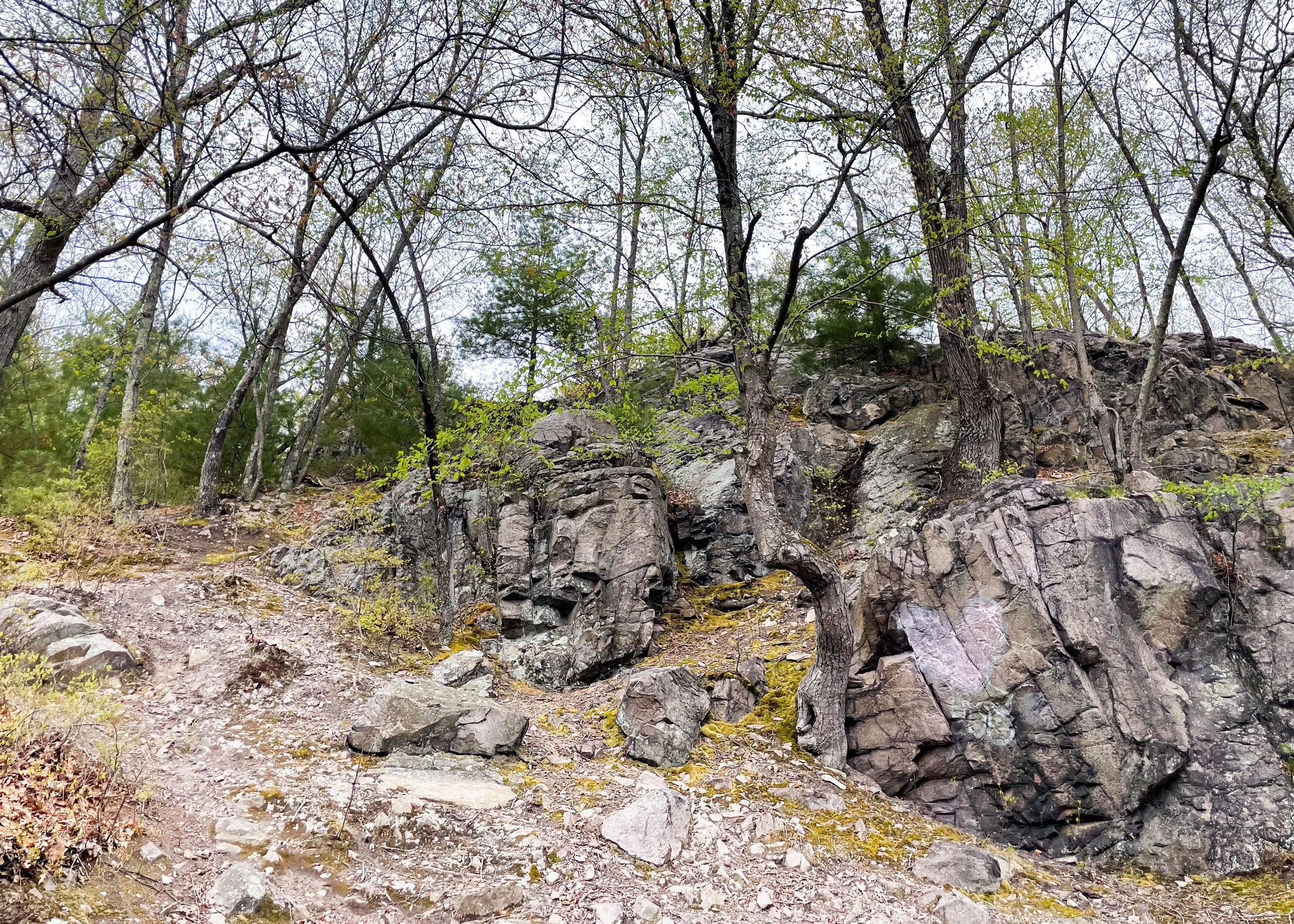 A Spring Hike through Stony Brook Reservation
