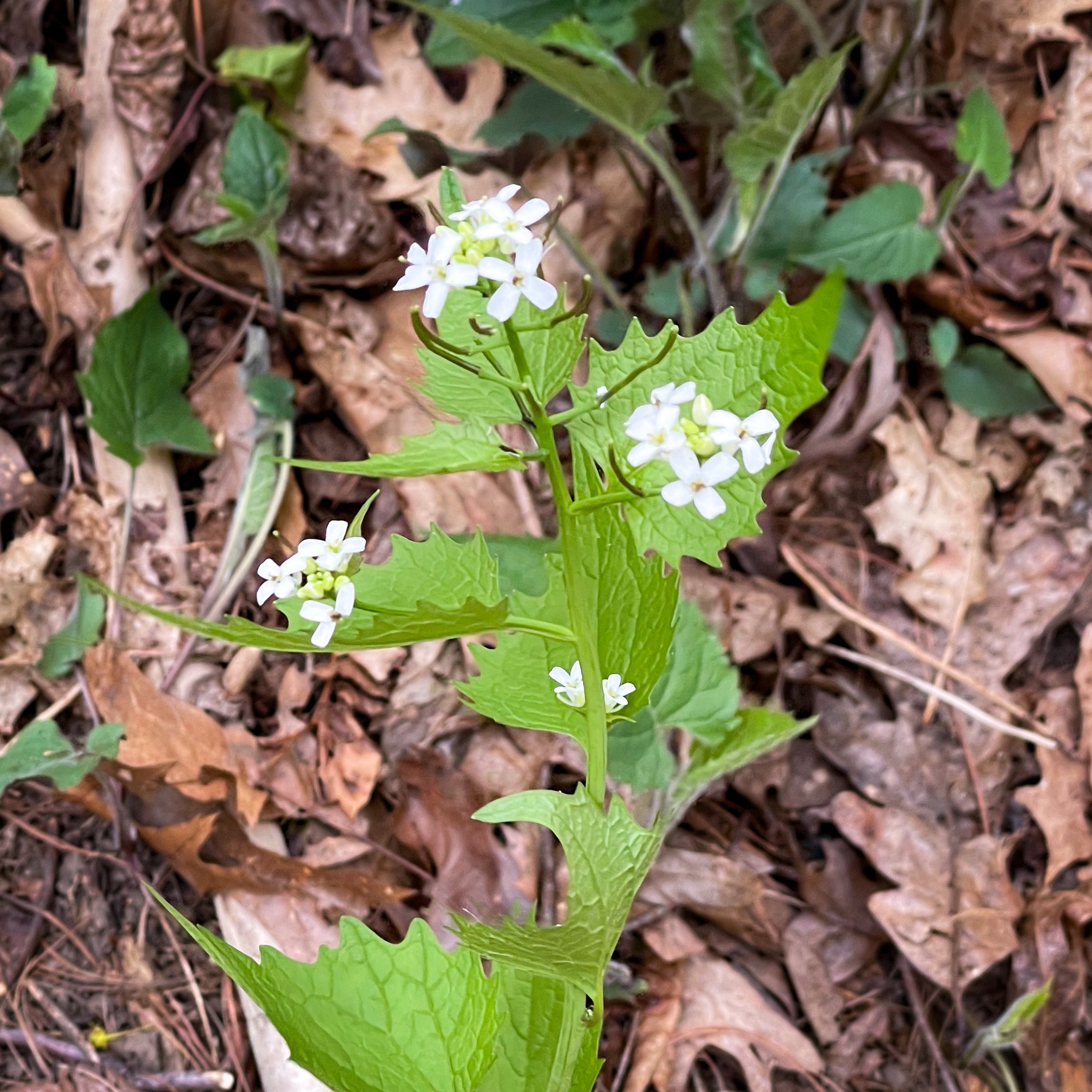 Invasive garlic mustard