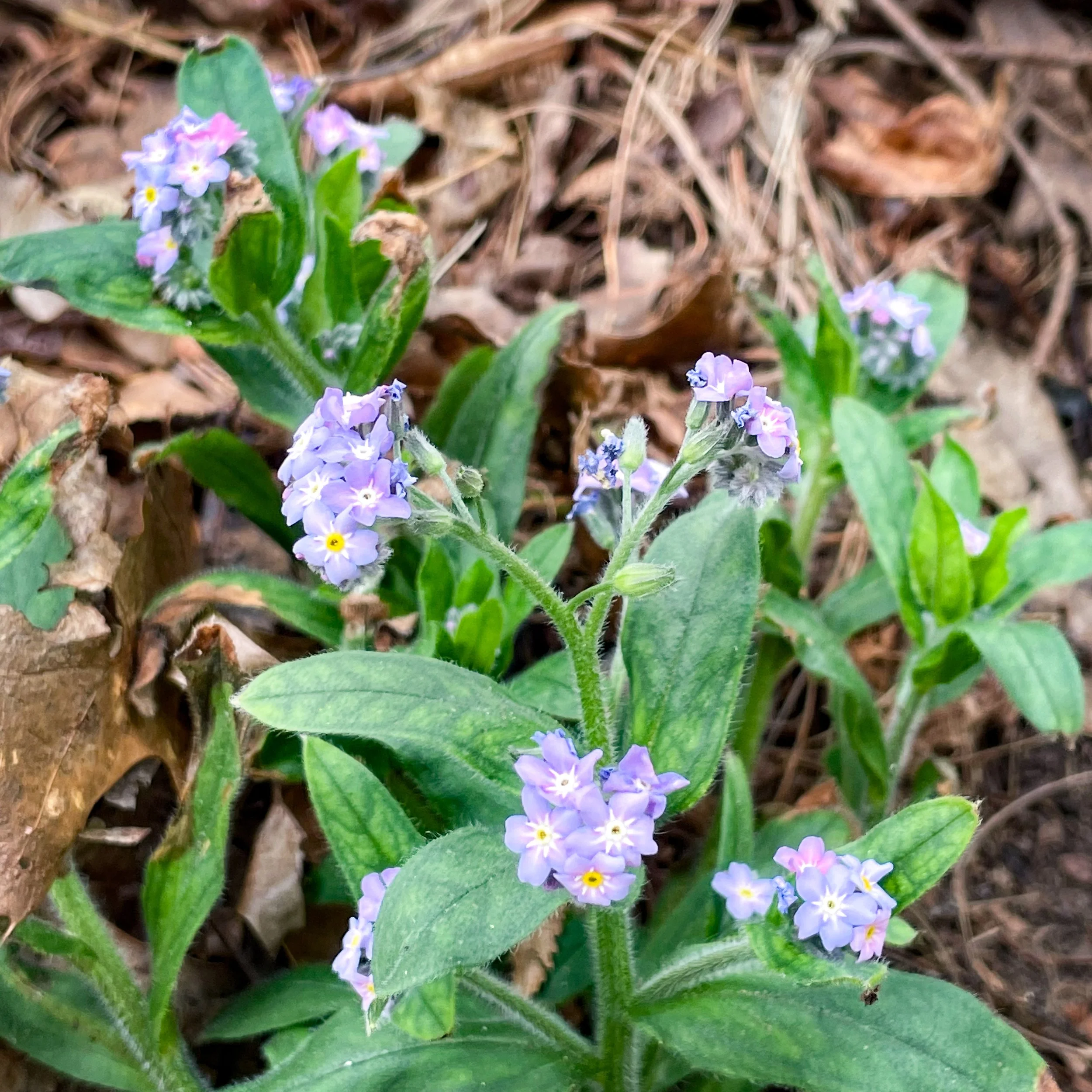 Invasive forget-me-not