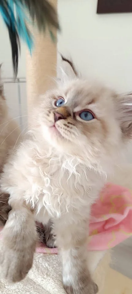 Chaton blanc aux yeux bleus avec un pelage doux, portant un foulard rose avec des motifs jaunes.