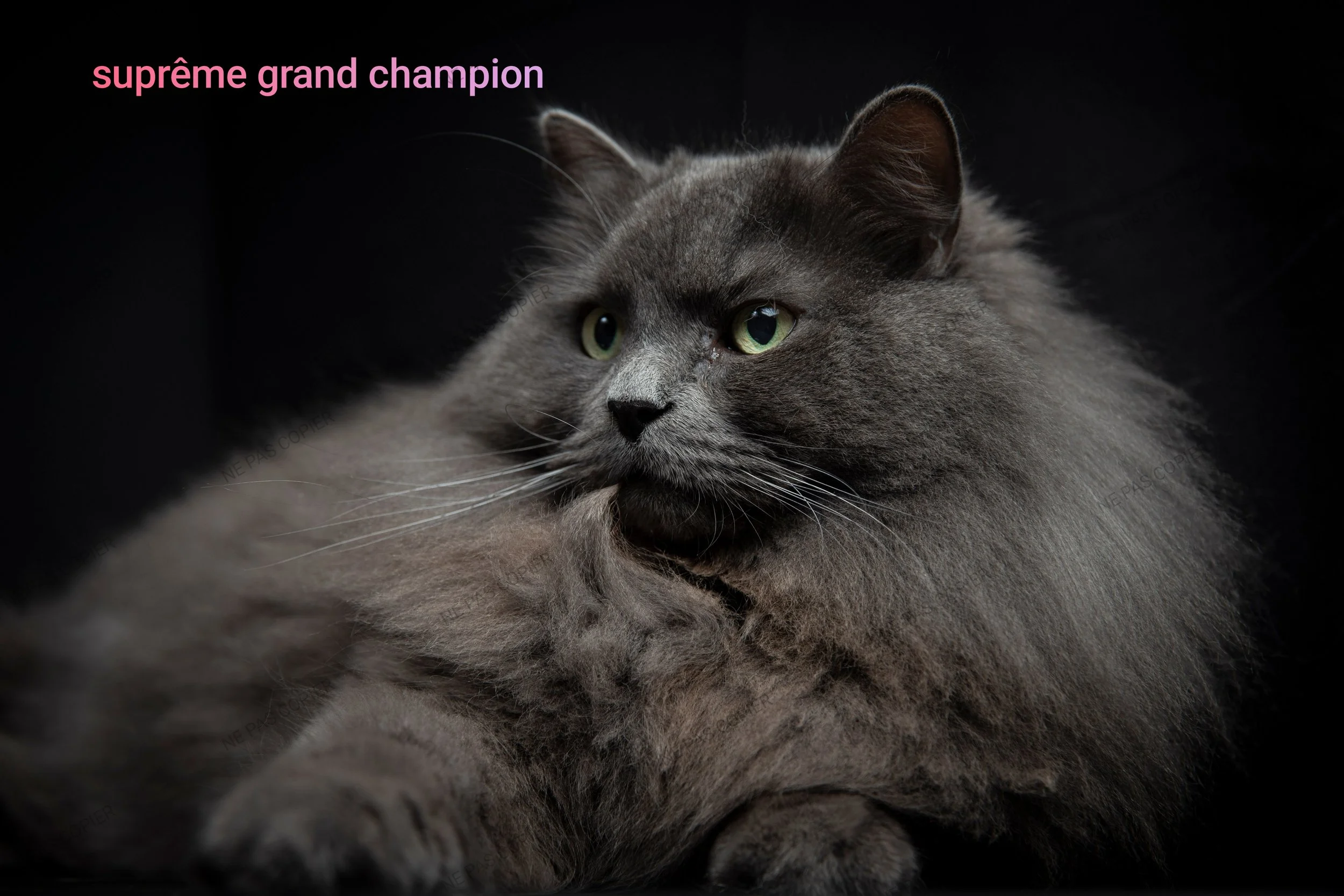 anthony rotrica cz chatterie la rose sibérienne chat sibérien bleu plus beaux de france et europe fifé tica loof big sibérien star sibérien champion du monde chat sibérien bleue solide traditionnel cga reproducteur exceptionnel ca