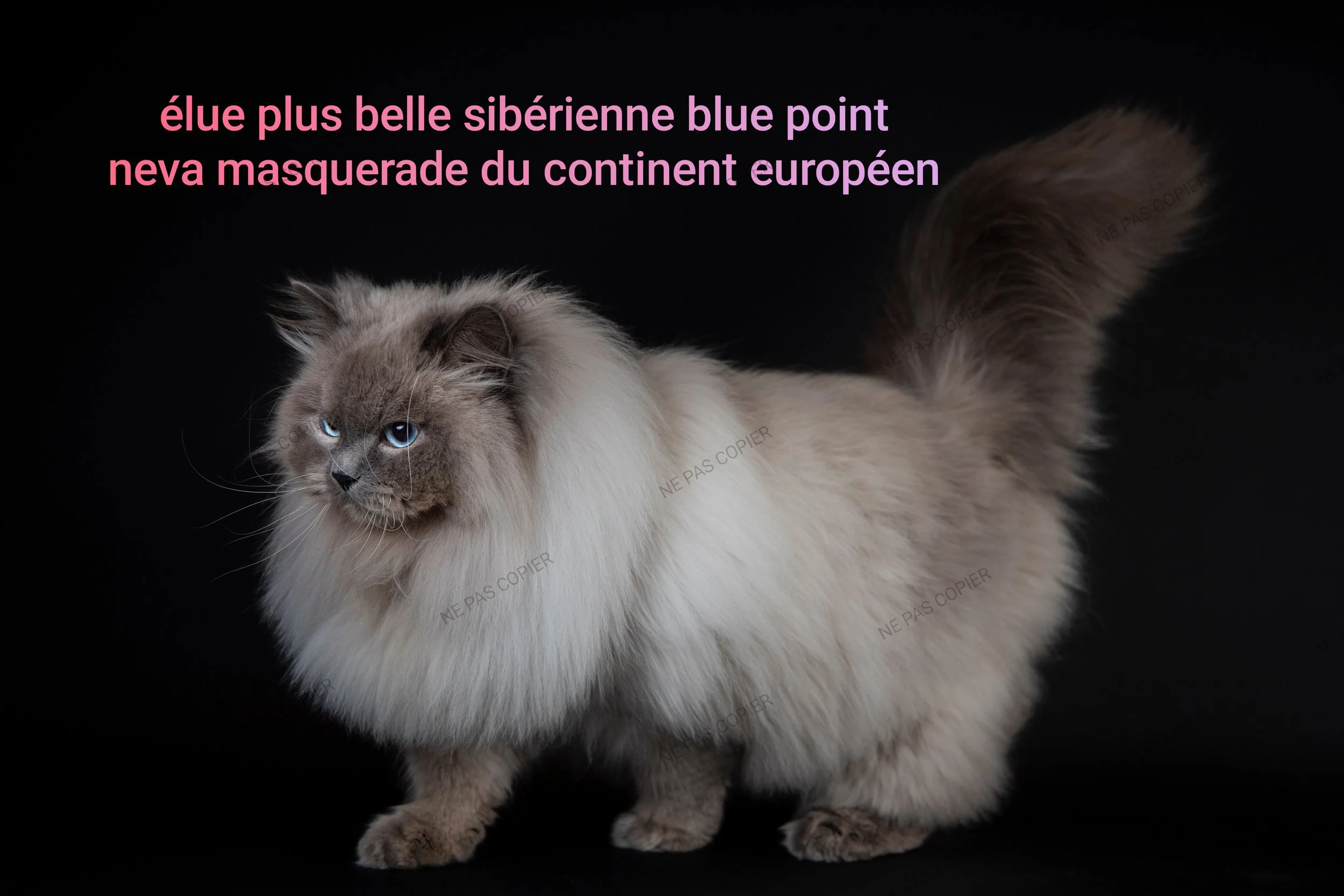 olli diodémma plus grosse sibérienne de france couleur color point rare bleu sunshine point plus belle sibérienne bleu du france Europe continent Européen big siberia chaton reproducteur exclusivité liste attente vente de chaton sibérien france luxe