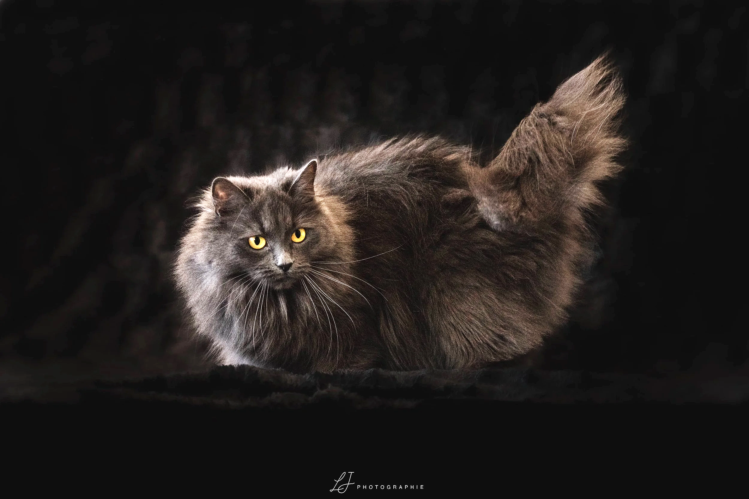 plus belle chatte bleu top 10 toutes race confondu chatte bleu sibérienne qui fait des chaton sibérien bleu smoke et bleu et blanc qualité concours reproduction championne de france doUn chat noir à pelage long et yeux jaunes, assis sur un fond noir.