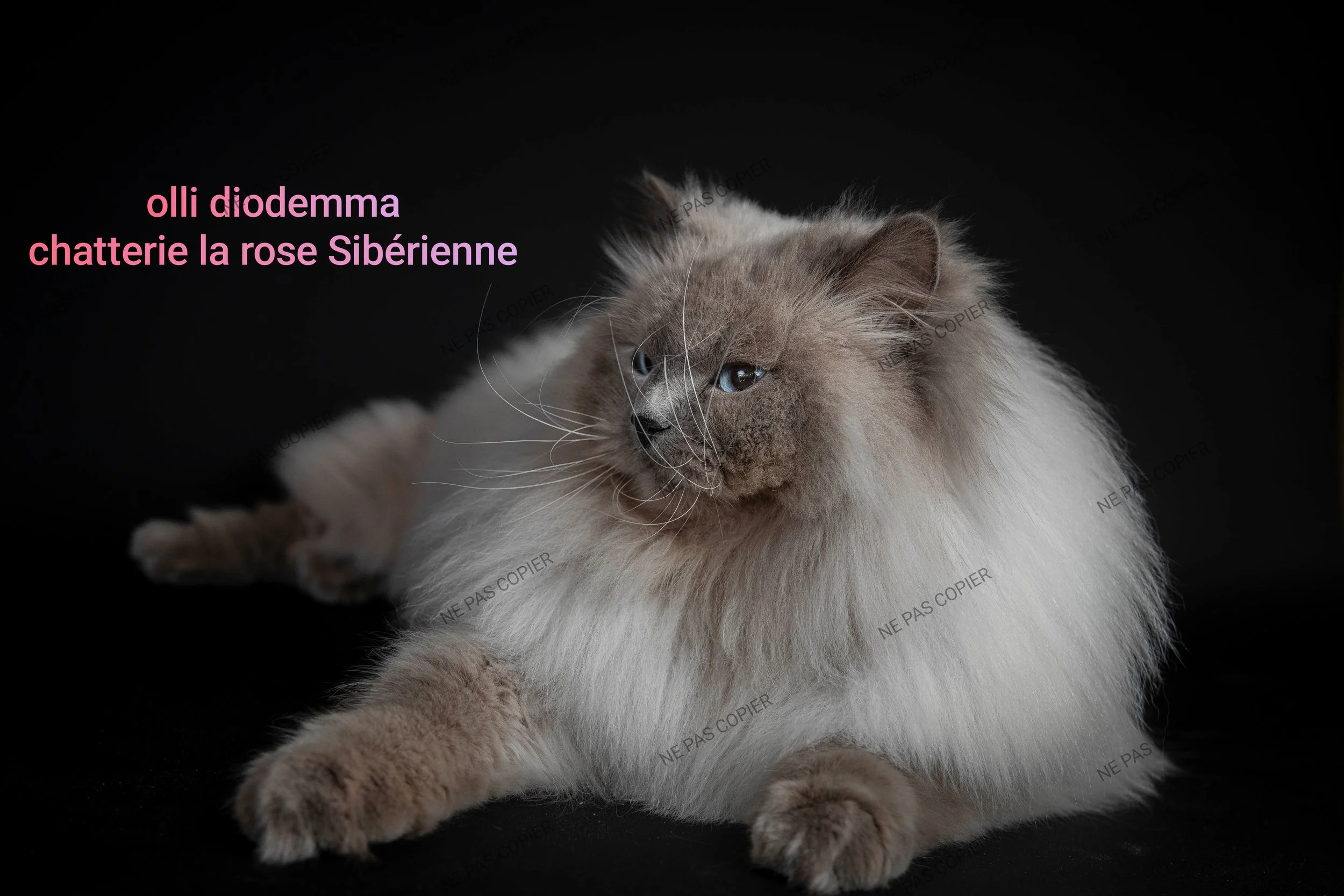 sibérien neva masquerade bleu sunshine point champion d'europe plus belle sibérien bleu point  de france loof quadruple championne tica wcf colore point big siberia bleue énorme chat plus grosse de france et plus belle d'Europe