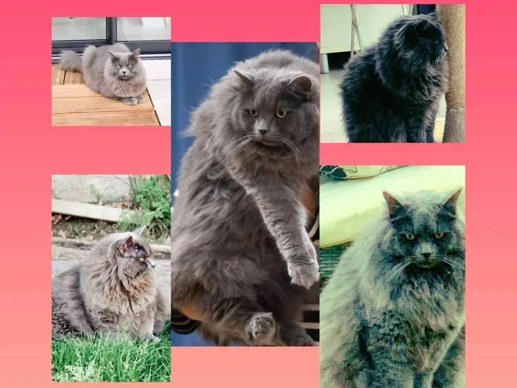 chat sibérien plus beau de france europe contineant européen bleu anthony rotrica cz champion d'europe cga chambre de l'agriculture sibérien gros gabarie poils long bleue et chat tres doux suprême champion de france