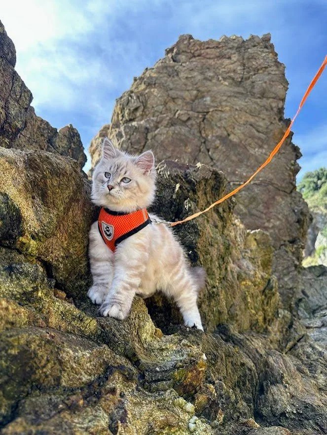 Chaton à poils longs portant un harnais orange, assis sur des rochers avec un ciel bleu en arrière-plan.