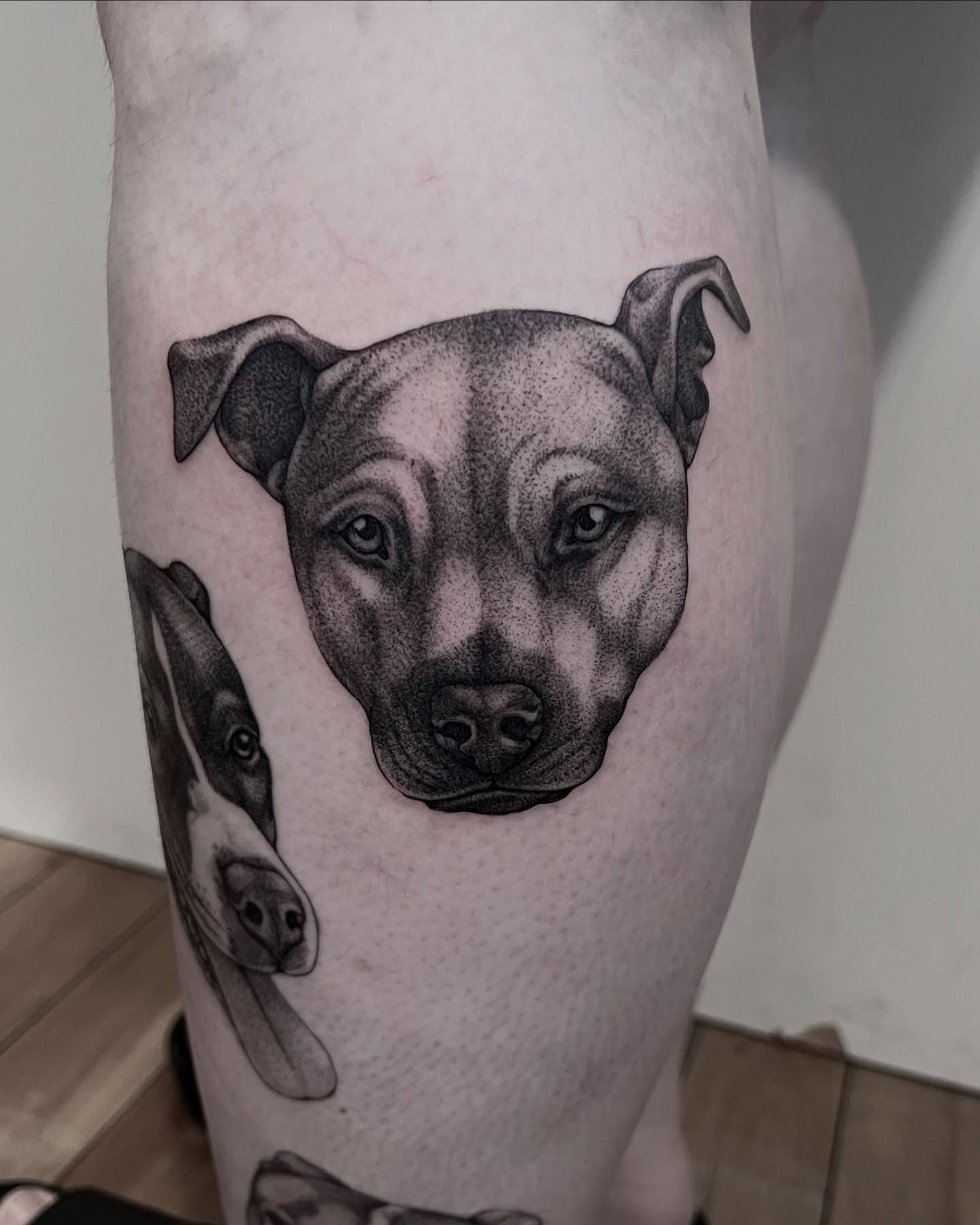 Thanks so much Lilly for your trust to tattoo your three Doggos. 🐶🐶🐶

@buttercattattoo 

#tattoo #tattooart #wellingtontattooartist #nztattooartist #buttercattattoonz