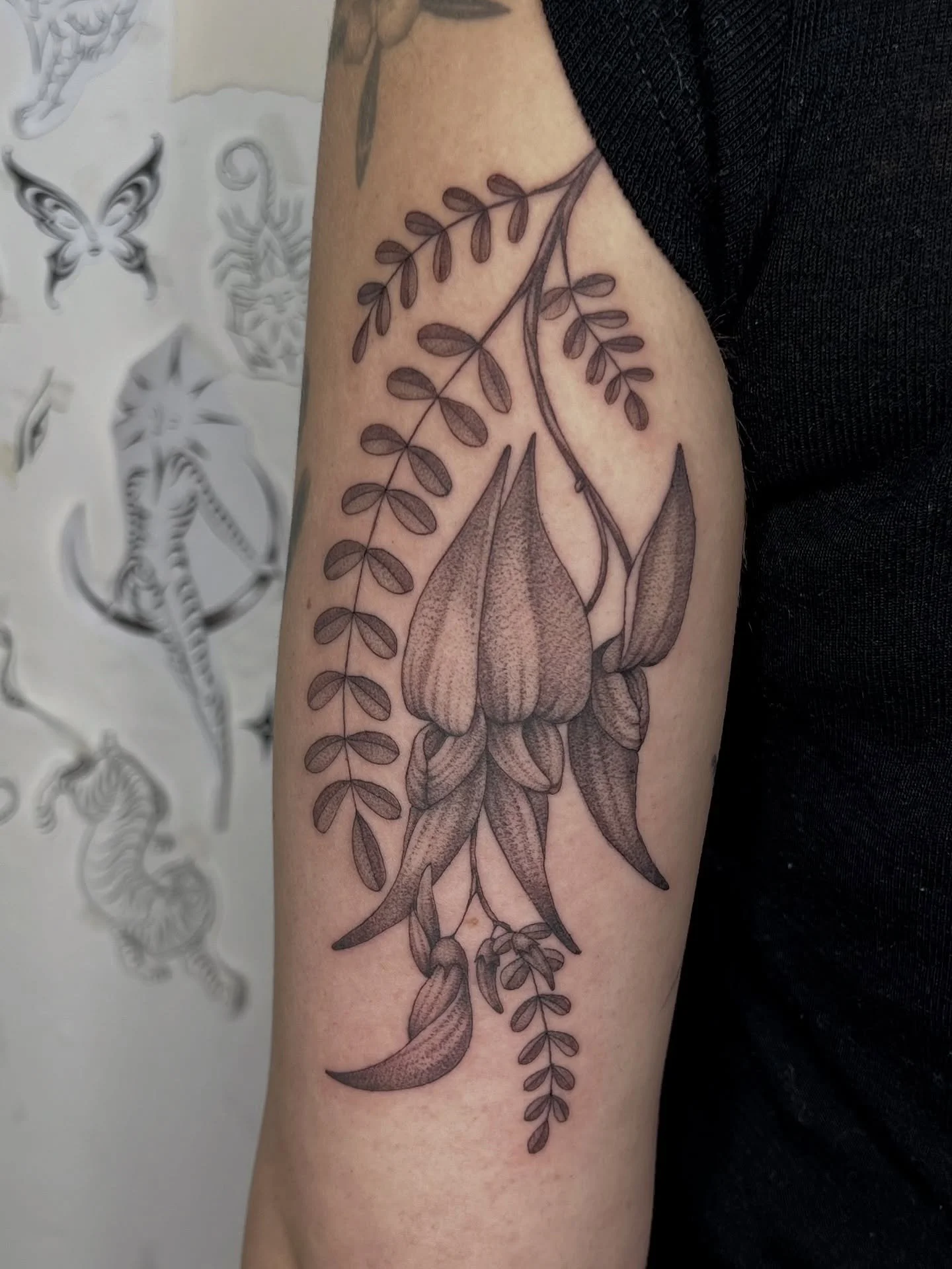 Kakabeak flowers for Denisa.
Thanks again for the trust with these.
I love tattooing NZ natives so if you have any you would like to add to you your collection DM or email me via the form link in bio.
#tattooart #tattooartist #wellingtontattooarti