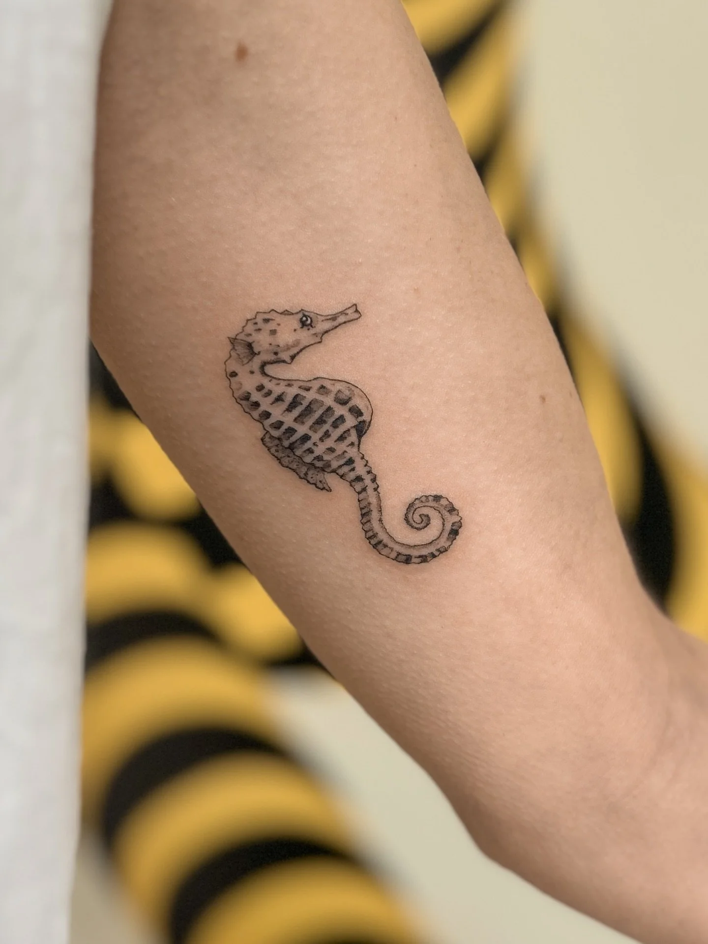 manaia (hippocampus abdominalis) for Emma 💛 thank you for picking up this cutie on your holiday! 

swipe for a healed pic 💛 made at @buttercattattoo 

#tattoo #tattoos #wellingtontattoo #seahorsetattoo #finelinetattoo