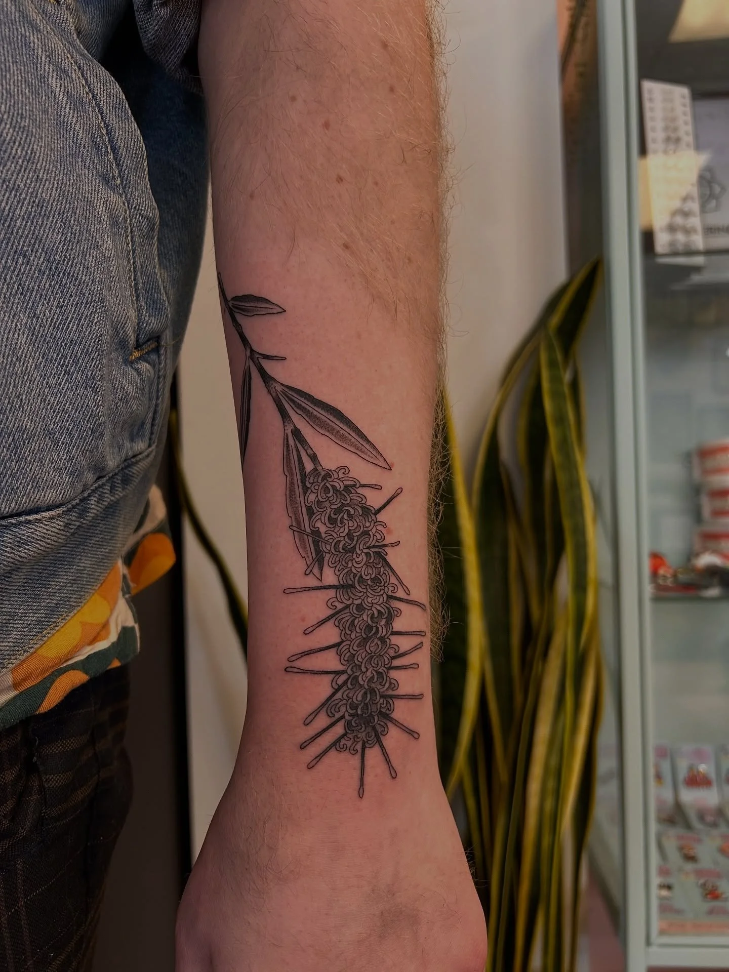 Tom popped back for an addition. The beginnings of his native plant collection, love this project and the mātauranga he&rsquo;s shared with me. Favourite part of tattooing is learning from my clients. Bookings open, get in touch 💌

#wellington #well