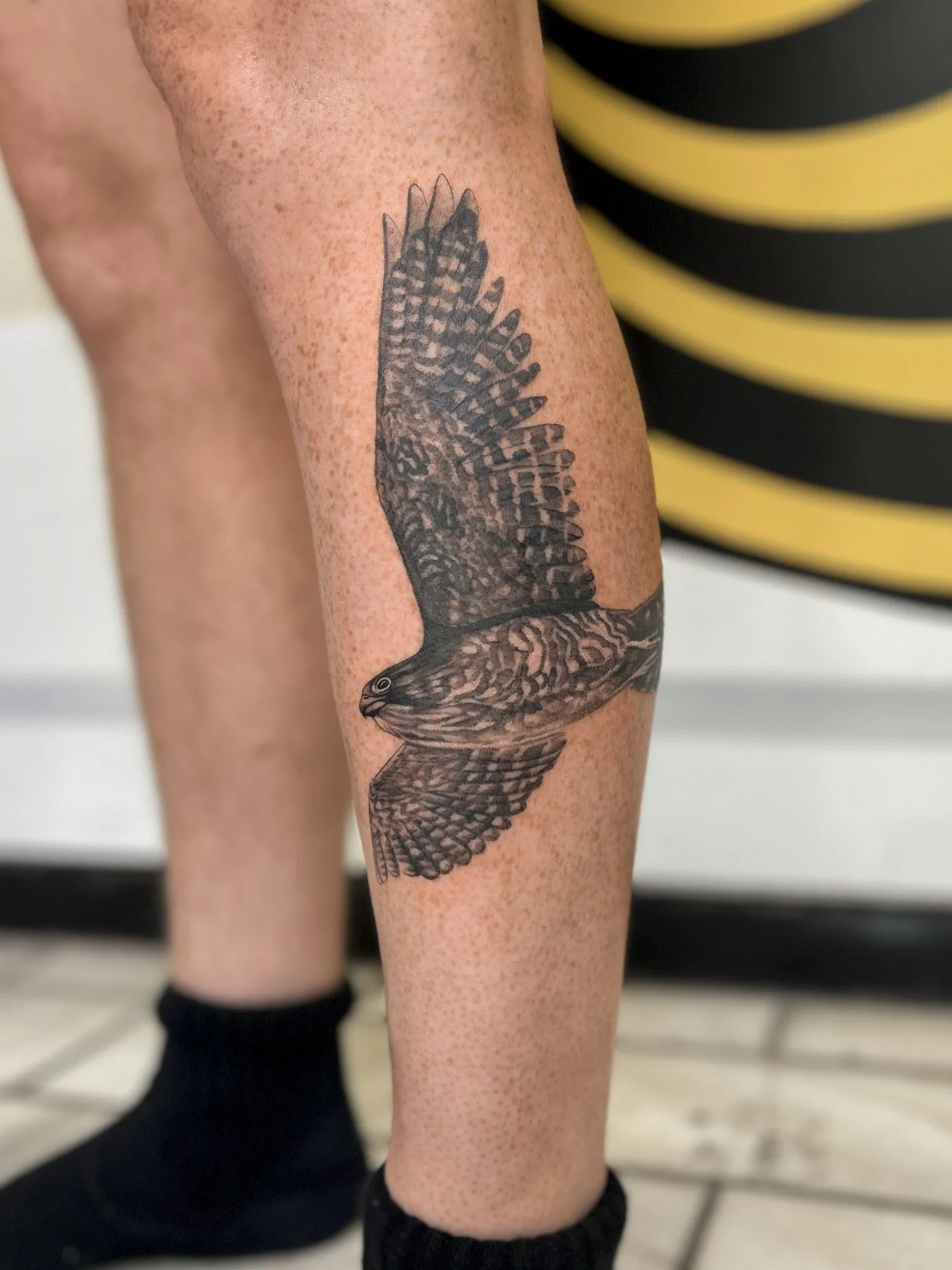kārearea for Blake 🖤 thank you for choosing this manu to soar with you always 

🖤 made with aroha at the ever cozy @buttercattattoo 

#tattoo #birdtattoo #nztattoo #wellingtontattooartist #kārearea