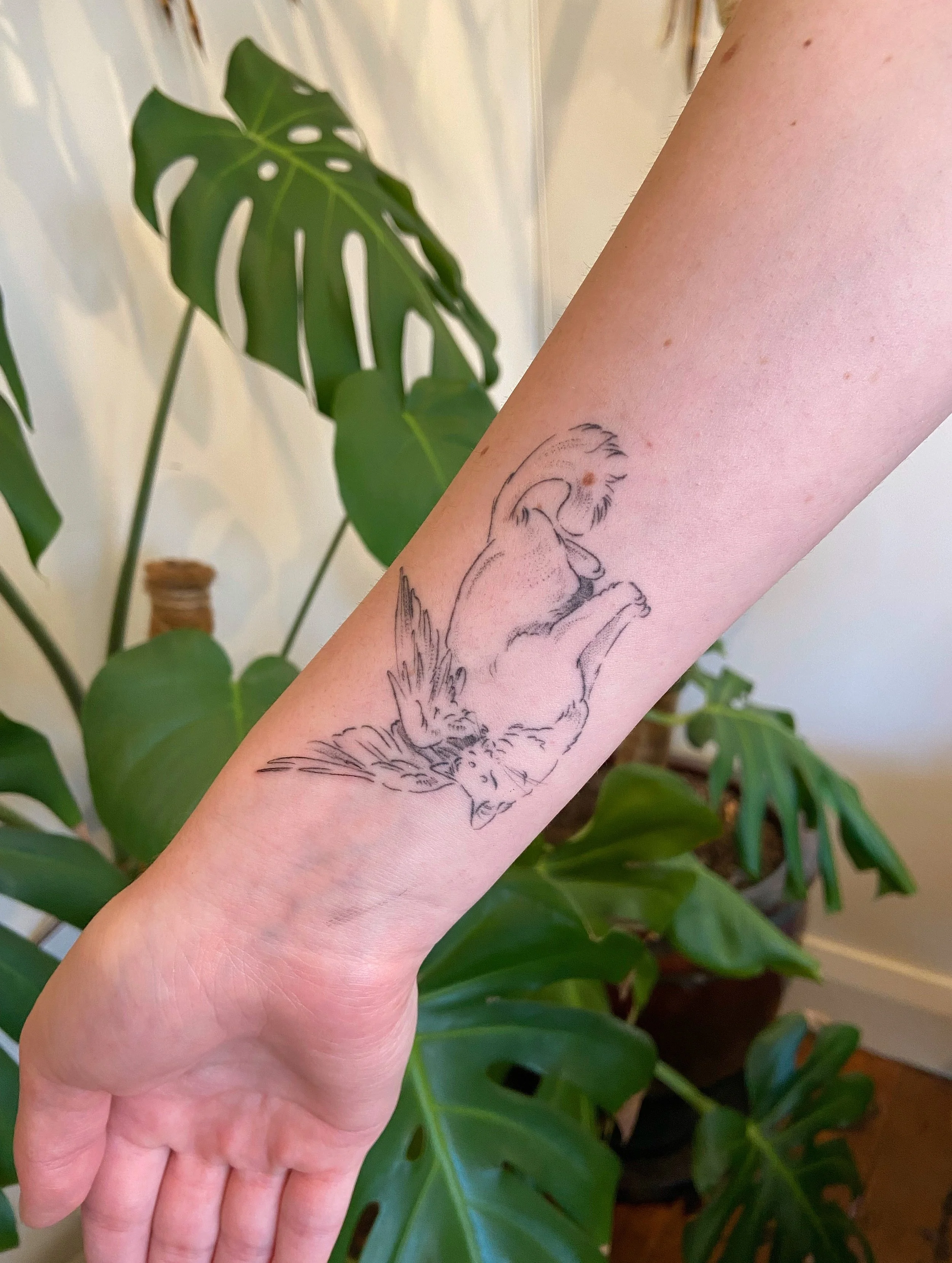 Healed 🐈 (approx 2 months) &amp; fresh 🐈
.
Thank you so much for your trust on your first, Greta! You&rsquo;ve taken perfect care of your friend 🤲🏽&hearts;️