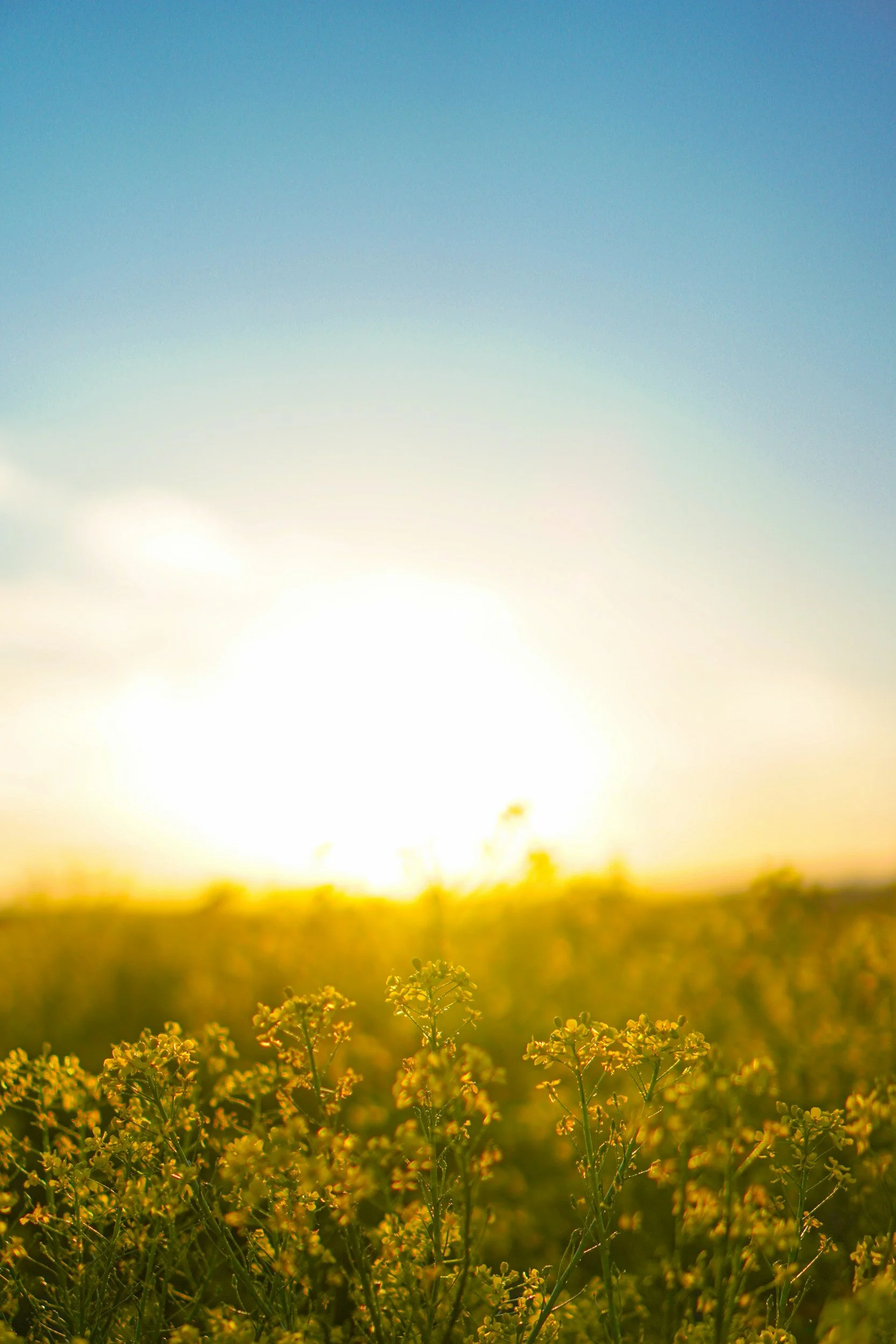 Flowers and Fluffy Highland Cows