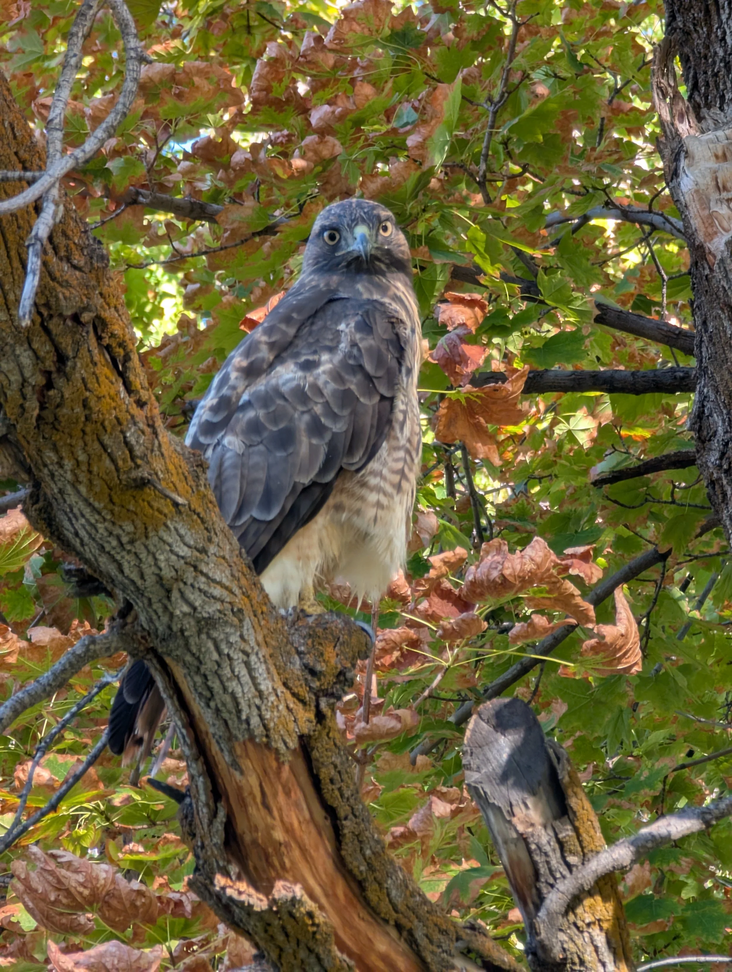 A hawk perched on a tree branch with green and brown leaves in the background.