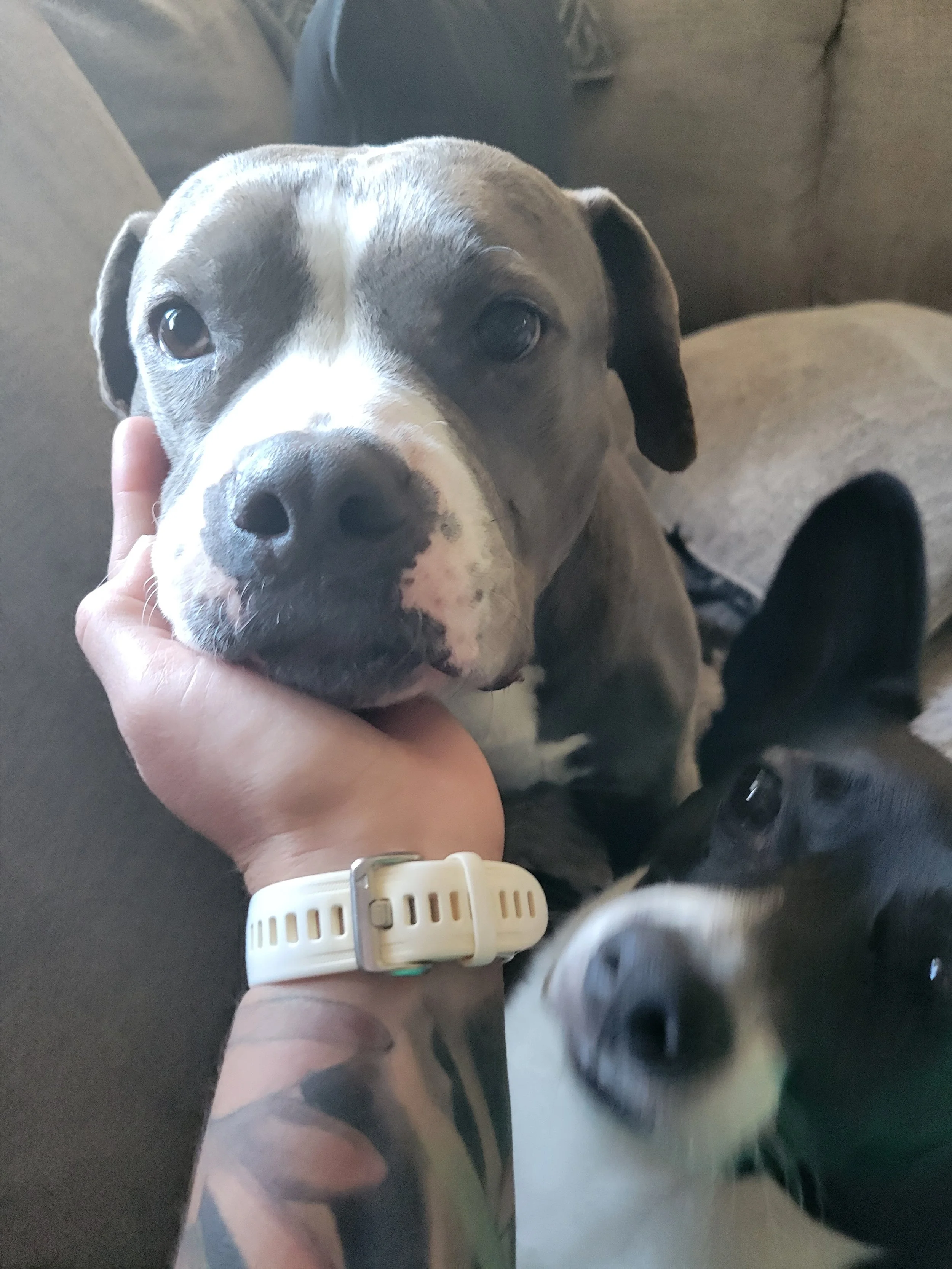 Close-up of two dogs, one with a gray and white coat and the other with a black and white coat, on a beige couch.