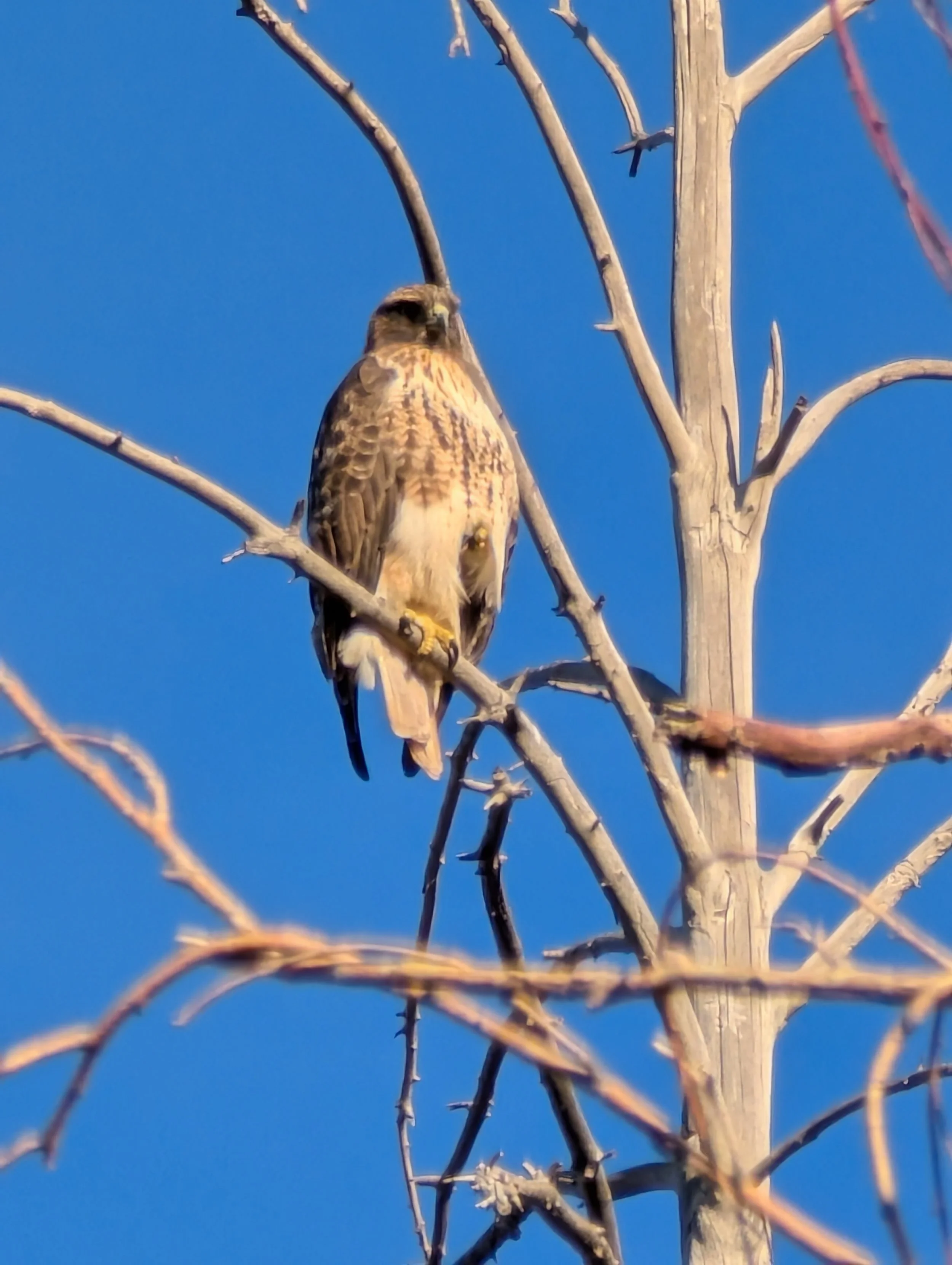 A hawk perched on a bare tree branch against a clear blue sky.