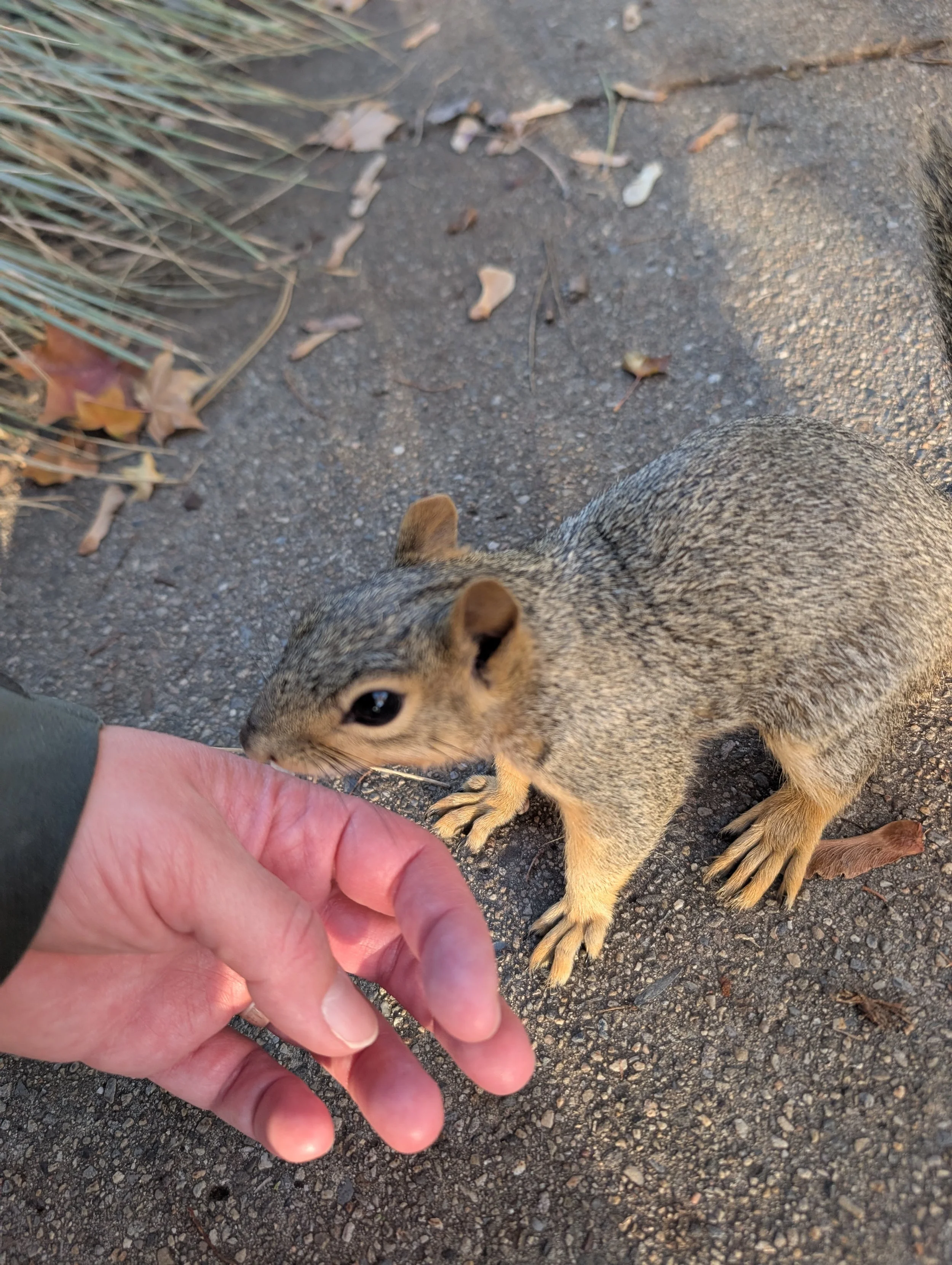 A squirrel sniffing a person's hand on a paved ground with scattered leaves, next to some grass.