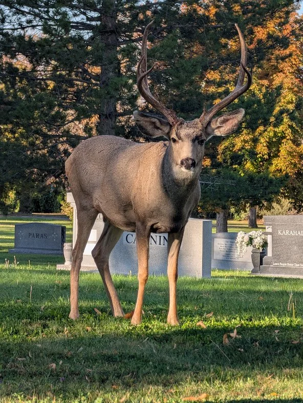 A deer with large antlers standing in a cemetery with gravestones and trees in the background during sunset.