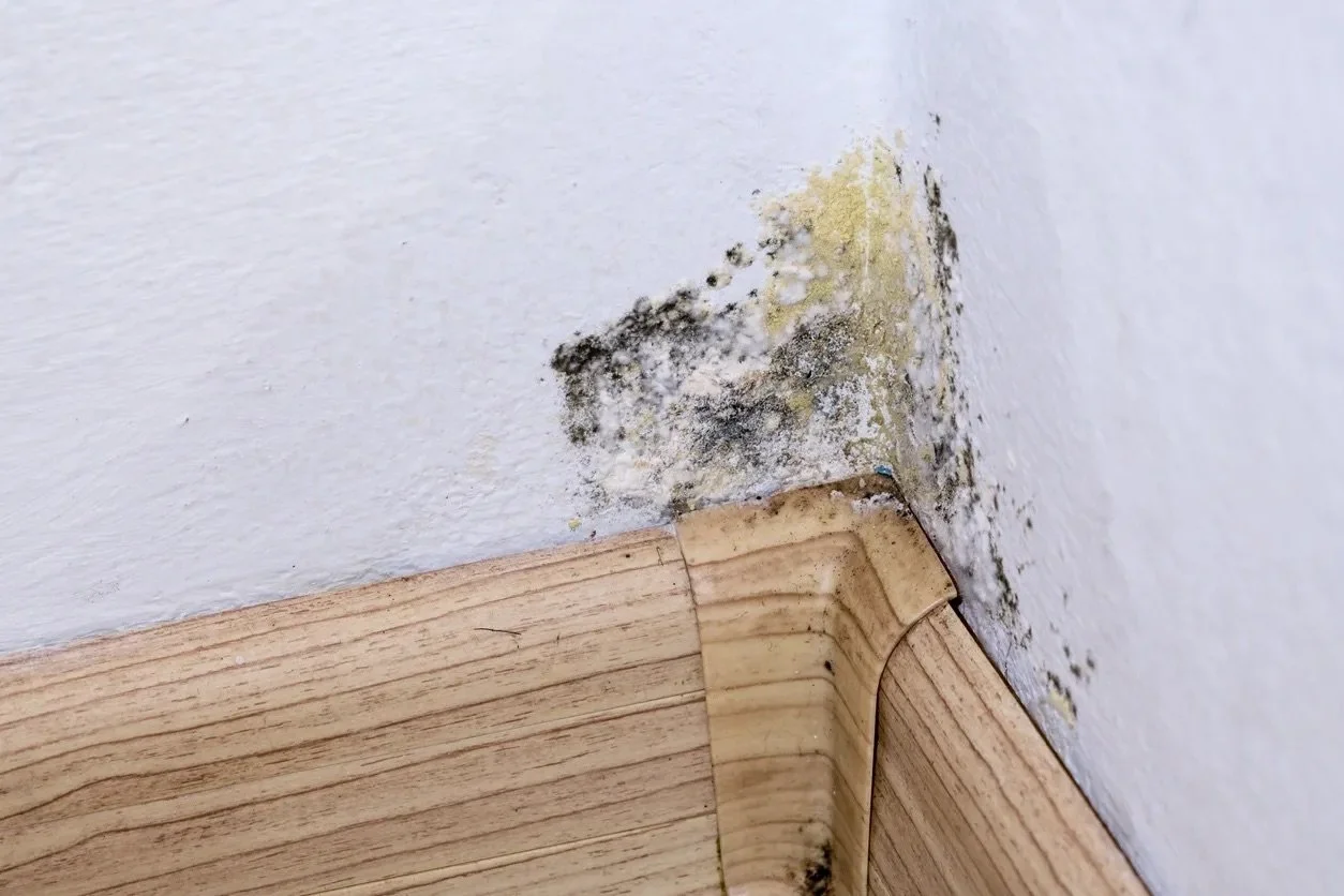 The Significance of Mould in Buildings