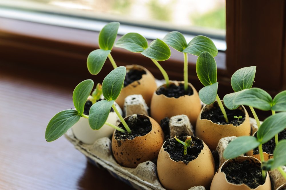DIY: Egg Carton Seed Starter
