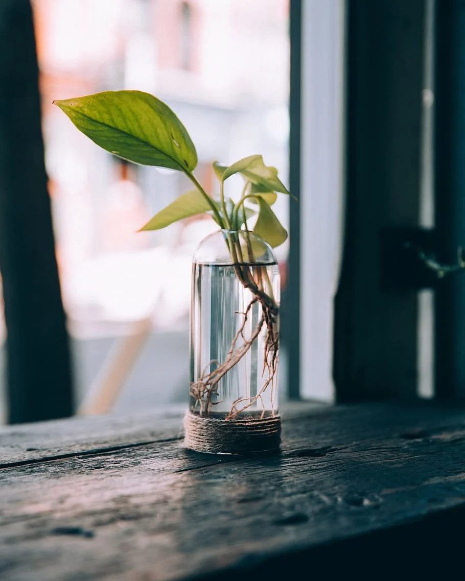 DIY: Glass Jar Water Propagation Station