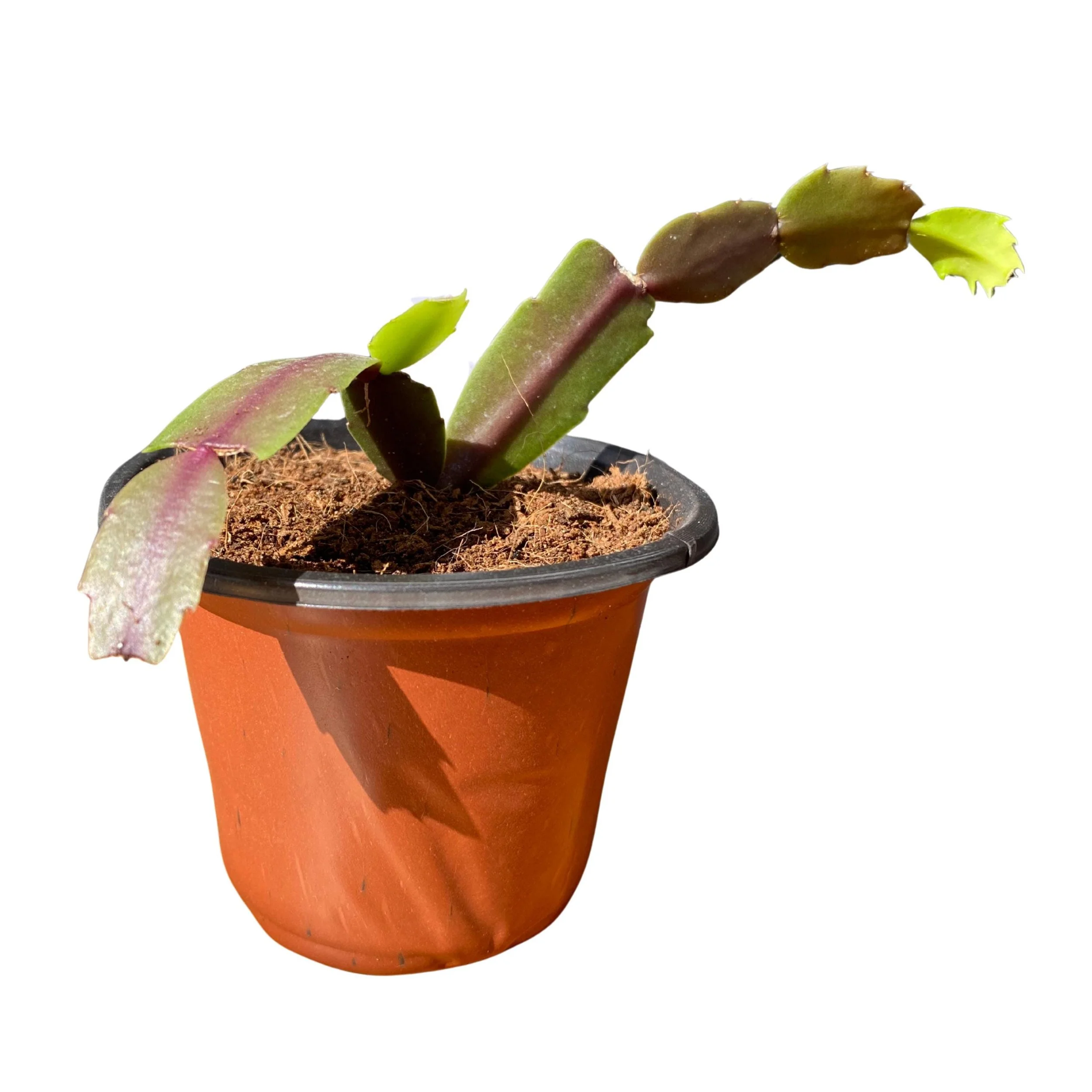 https://i.etsystatic.com/53704382/r/il/7adc9a/7250704218/il_fullxfull.7250704218_s59l.jpg