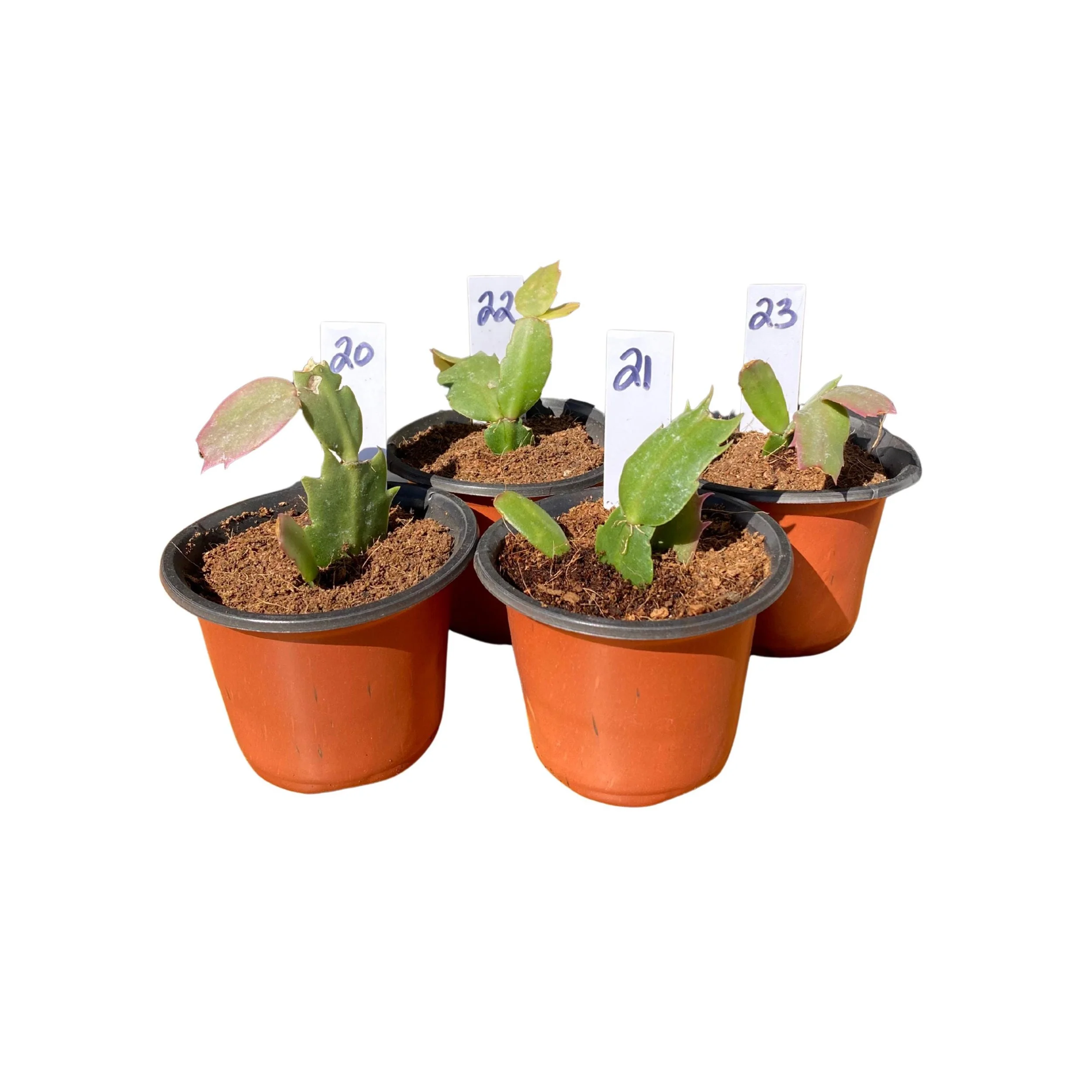 https://i.etsystatic.com/53704382/r/il/abee9a/7236489420/il_fullxfull.7236489420_1pt8.jpg