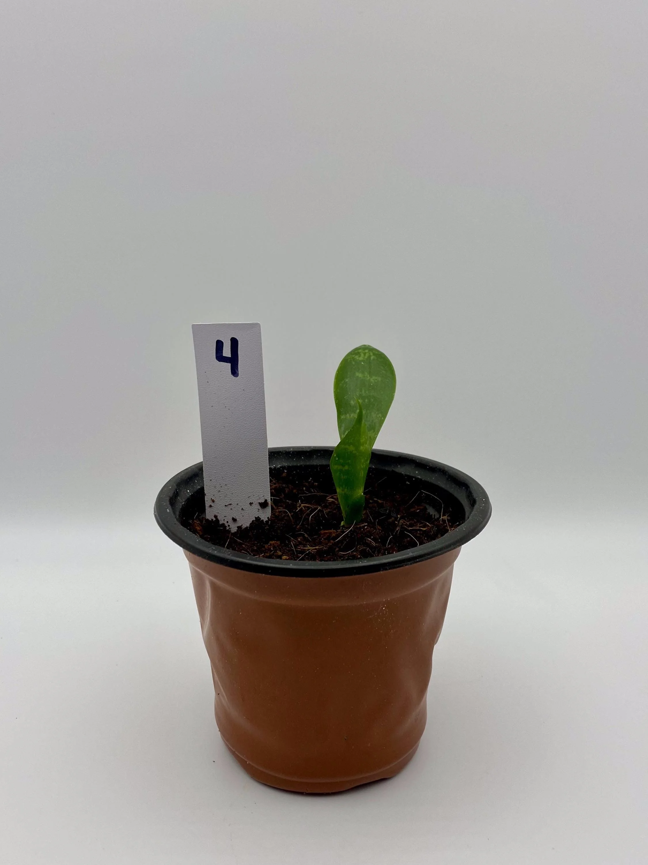 https://i.etsystatic.com/53704382/r/il/0e4670/7161228141/il_fullxfull.7161228141_otql.jpg