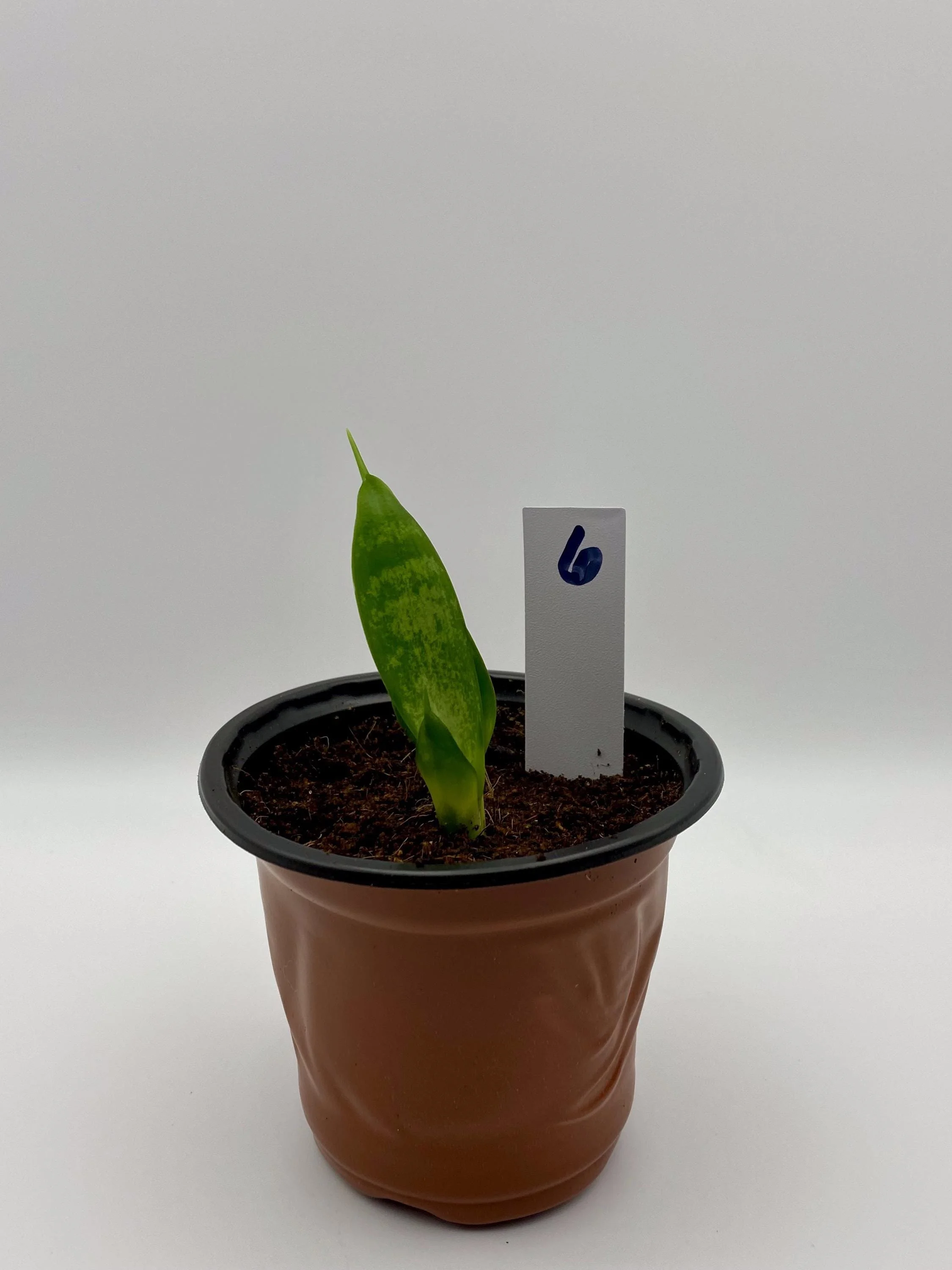 https://i.etsystatic.com/53704382/r/il/9a183c/7113256880/il_fullxfull.7113256880_qk1v.jpg