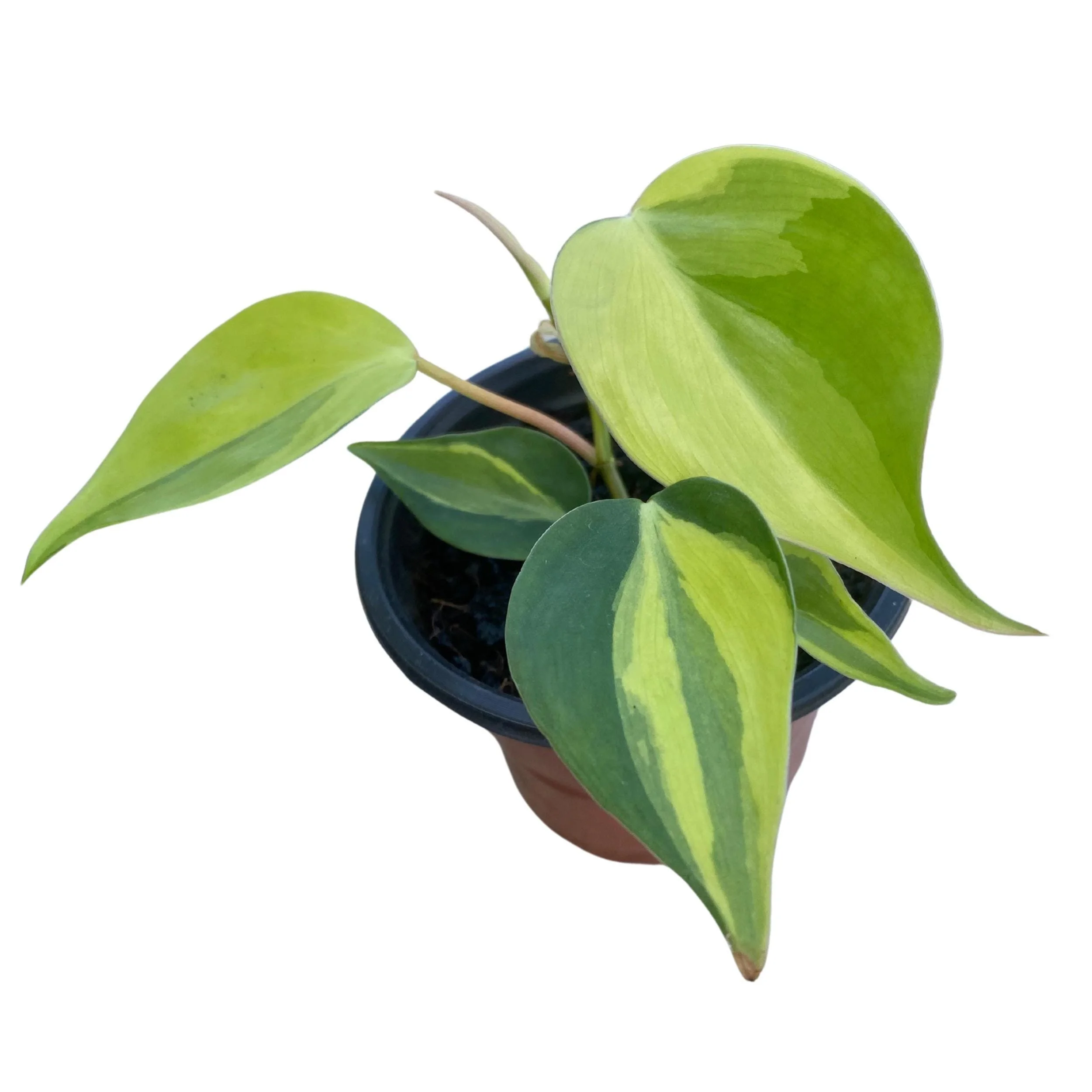 https://i.etsystatic.com/53704382/r/il/140733/6896825540/il_fullxfull.6896825540_gmxz.jpg