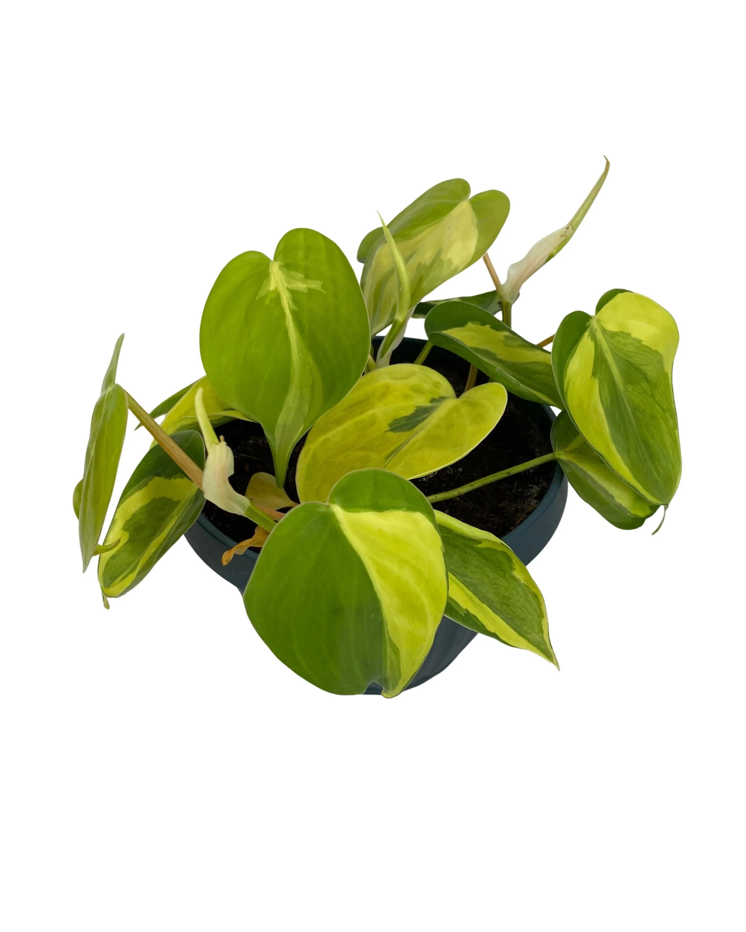 https://i.etsystatic.com/53704382/r/il/18d7de/7735199564/il_fullxfull.7735199564_iz3n.jpg