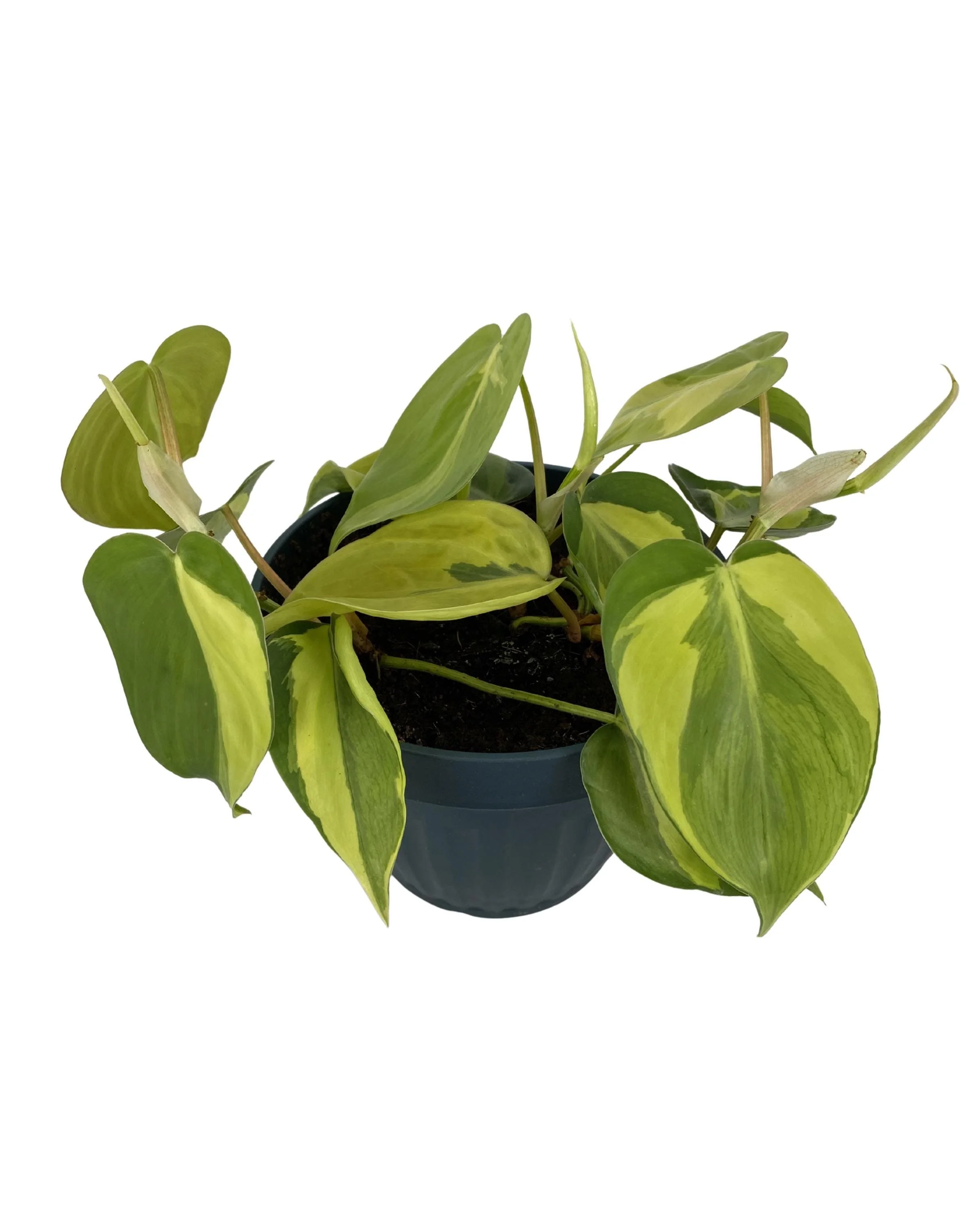 https://i.etsystatic.com/53704382/r/il/6817bb/7735199264/il_fullxfull.7735199264_ev80.jpg