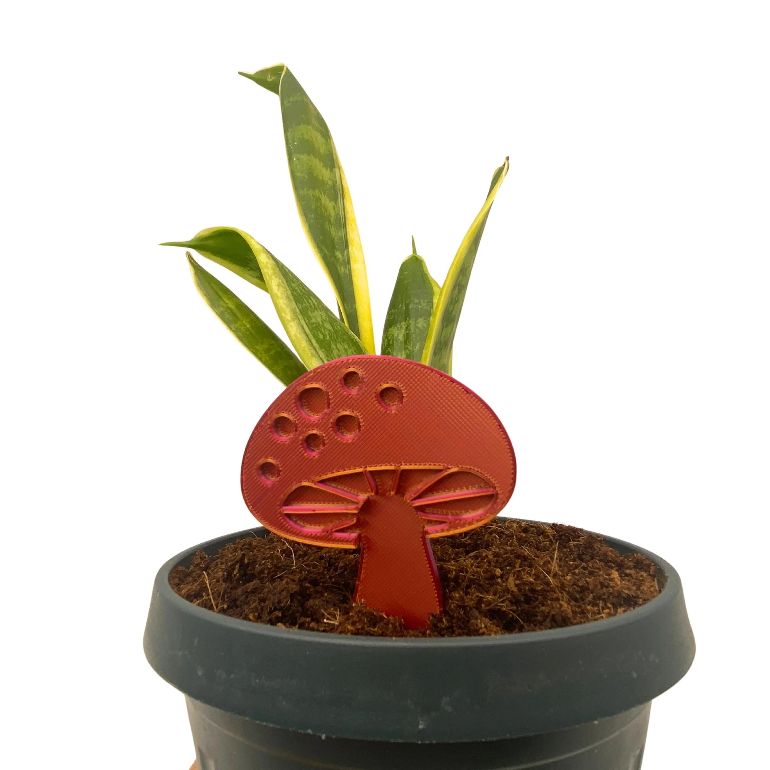 https://i.etsystatic.com/53704382/r/il/a0abe5/7251789890/il_fullxfull.7251789890_jjfi.jpg