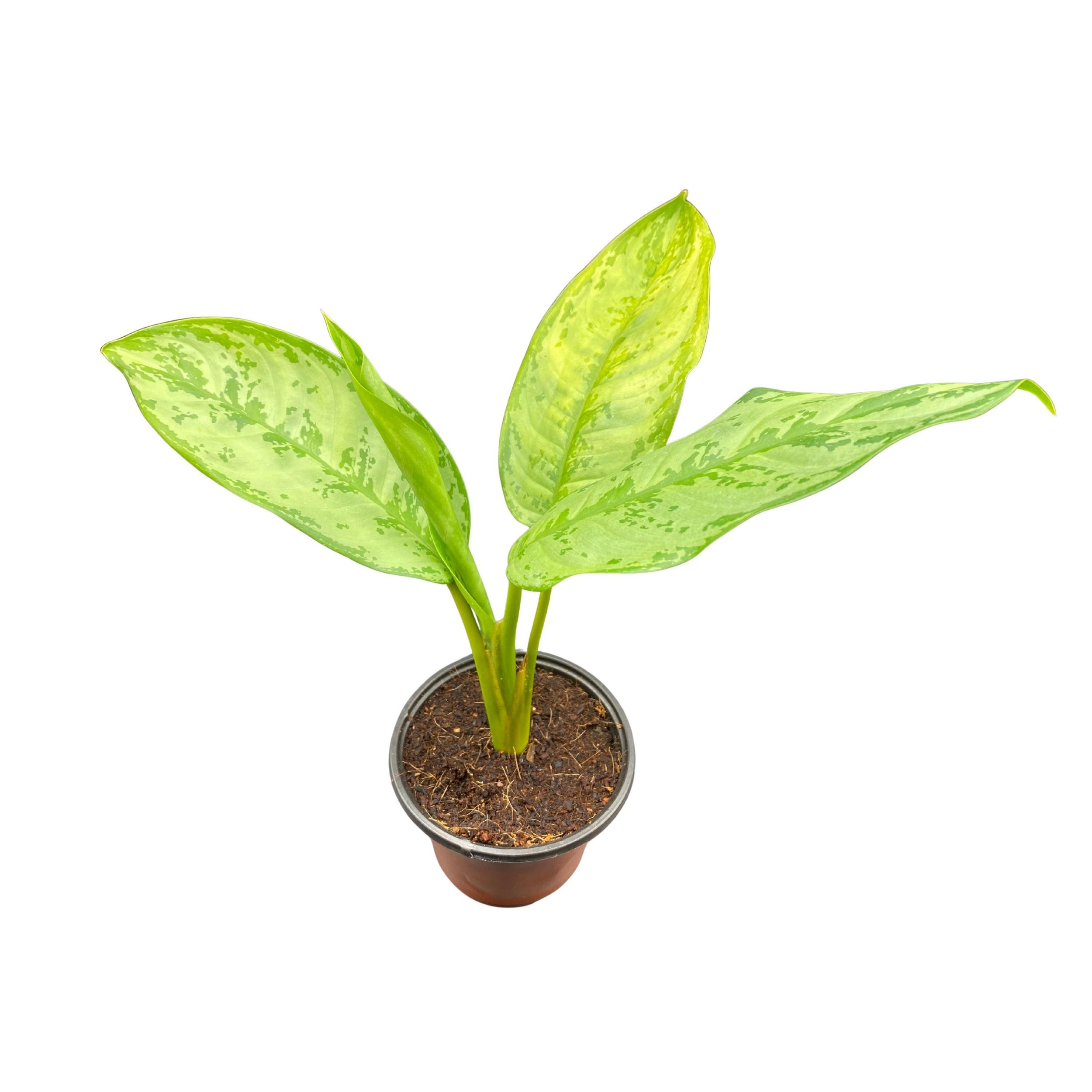 https://i.etsystatic.com/53704382/r/il/410a84/7299404241/il_fullxfull.7299404241_5w9n.jpg