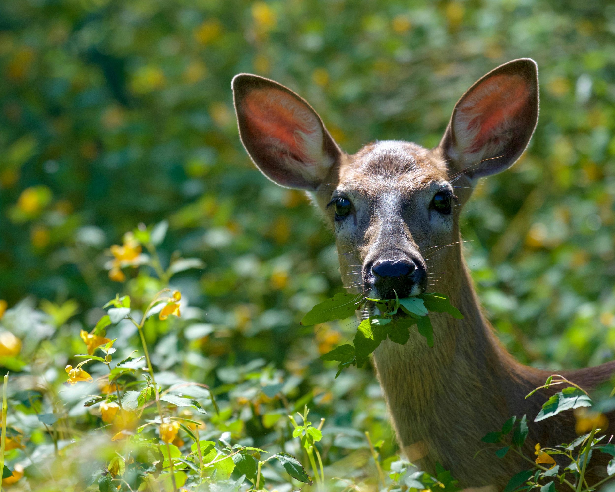 FAQ: What are some deer-resistant plants?