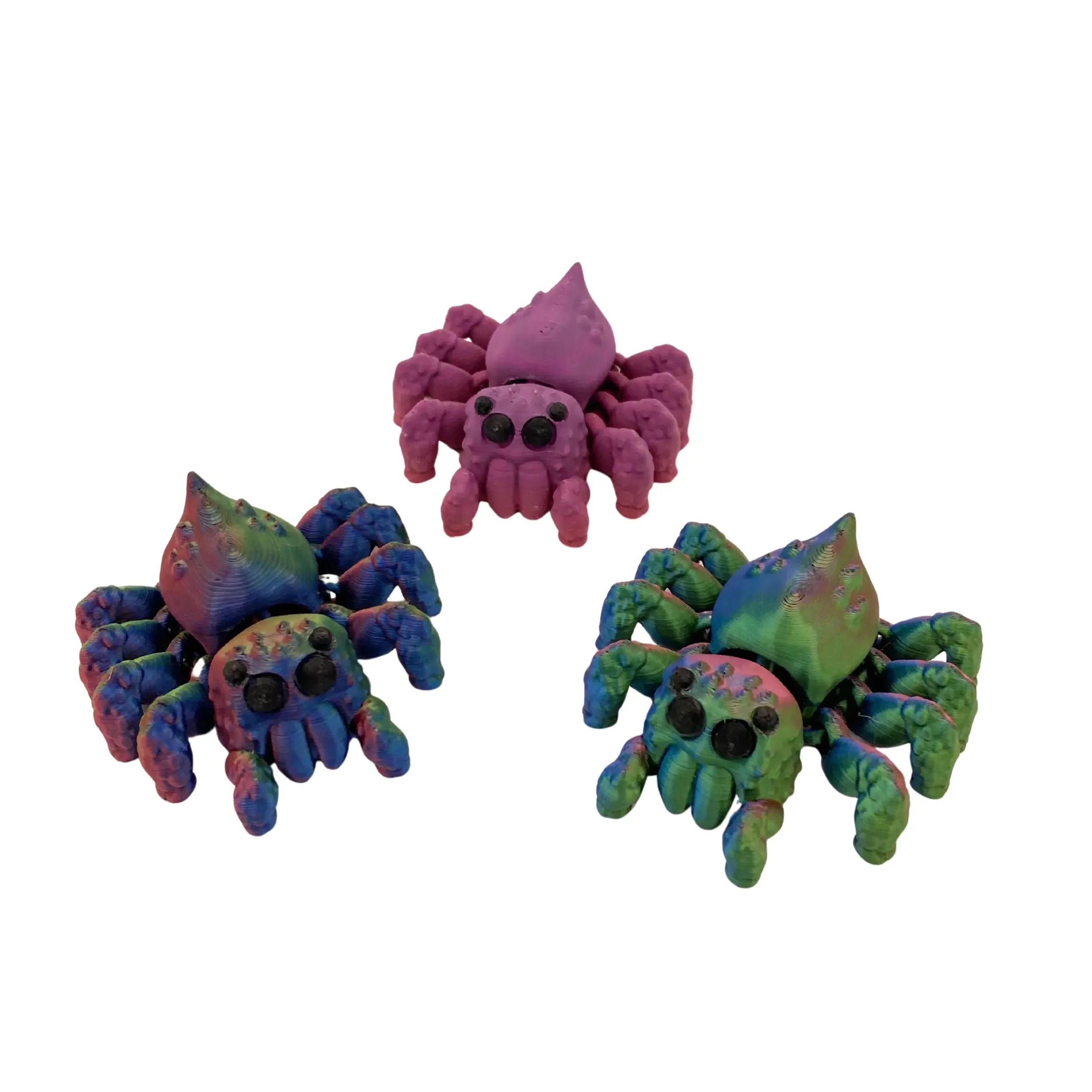 Articulated Tricolor Jumping Spider