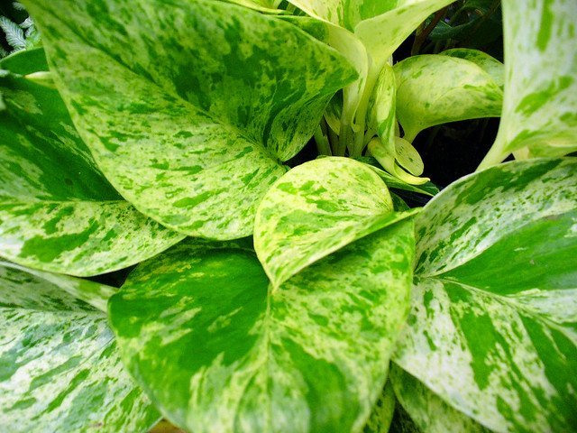 FAQ: What is the difference between pothos and philodendron?