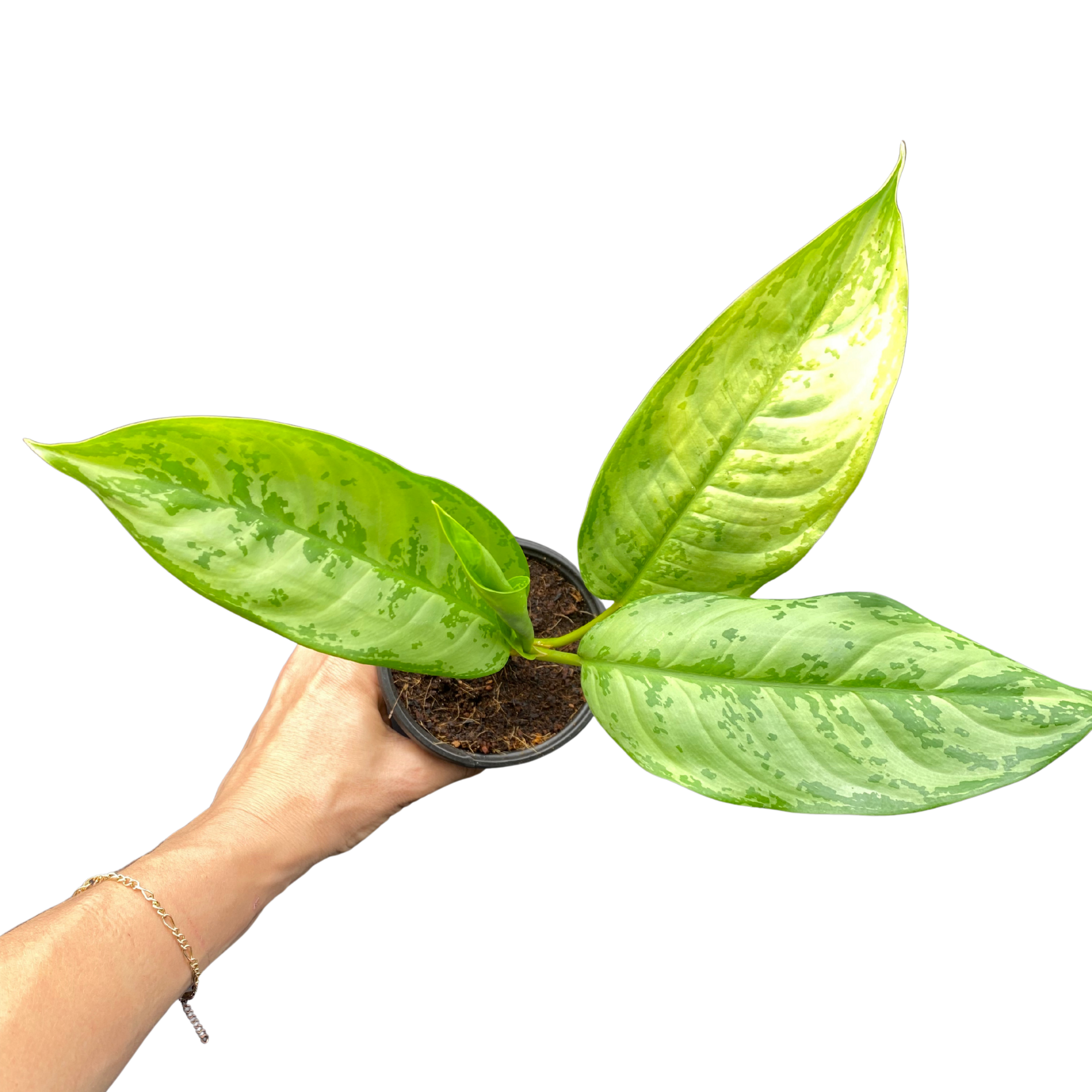 Chinese Evergreen – Variegated Easy Care Houseplant – Live Rooted Indoor Plant in 4” Pot