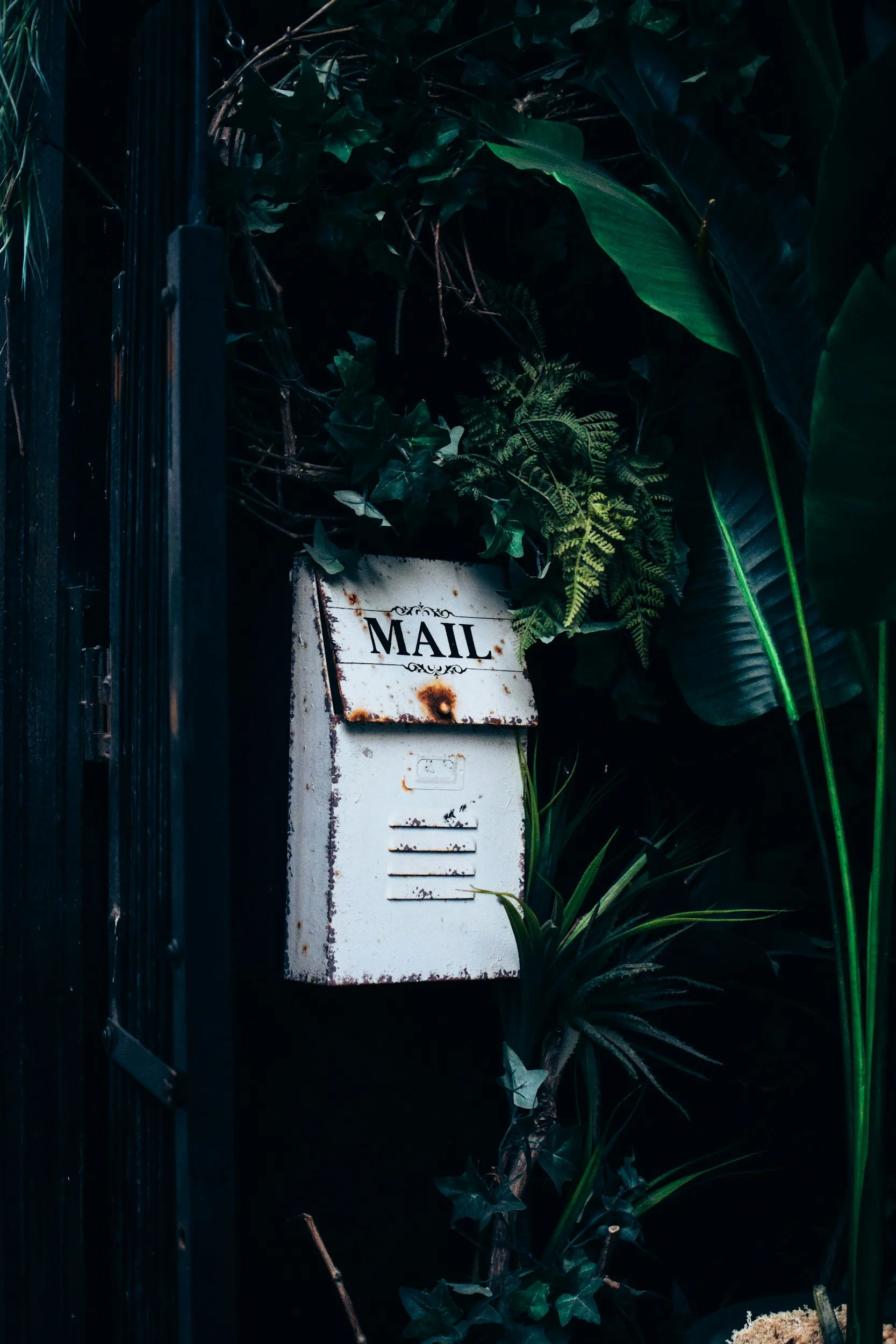A white, rusty mail box partially obscured by dark green leafy plants and ivy surrounding it. The mailbox has the word 'MAIL' on it.