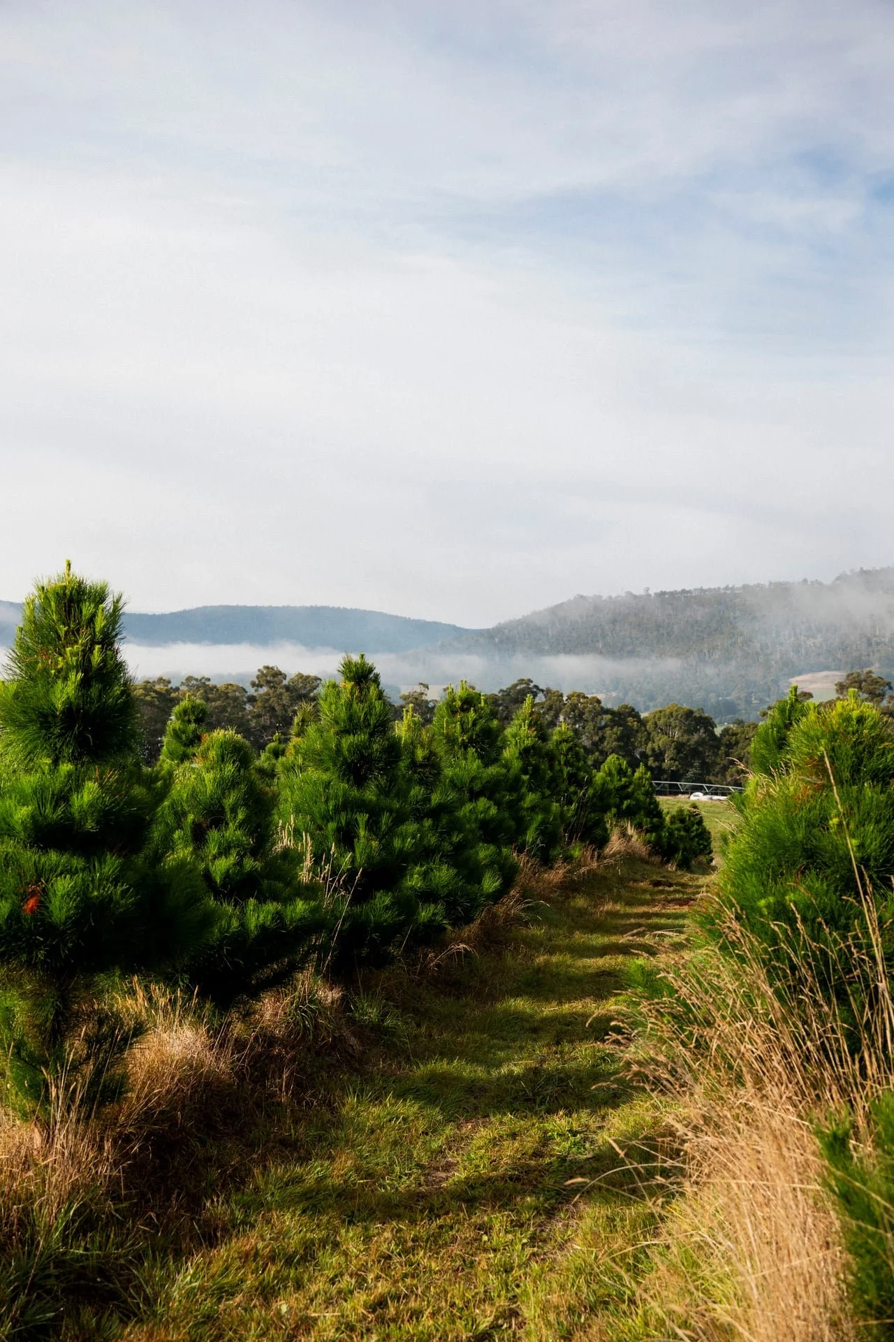 Huon_River_Downs_Brand_Shoot_159.jpg