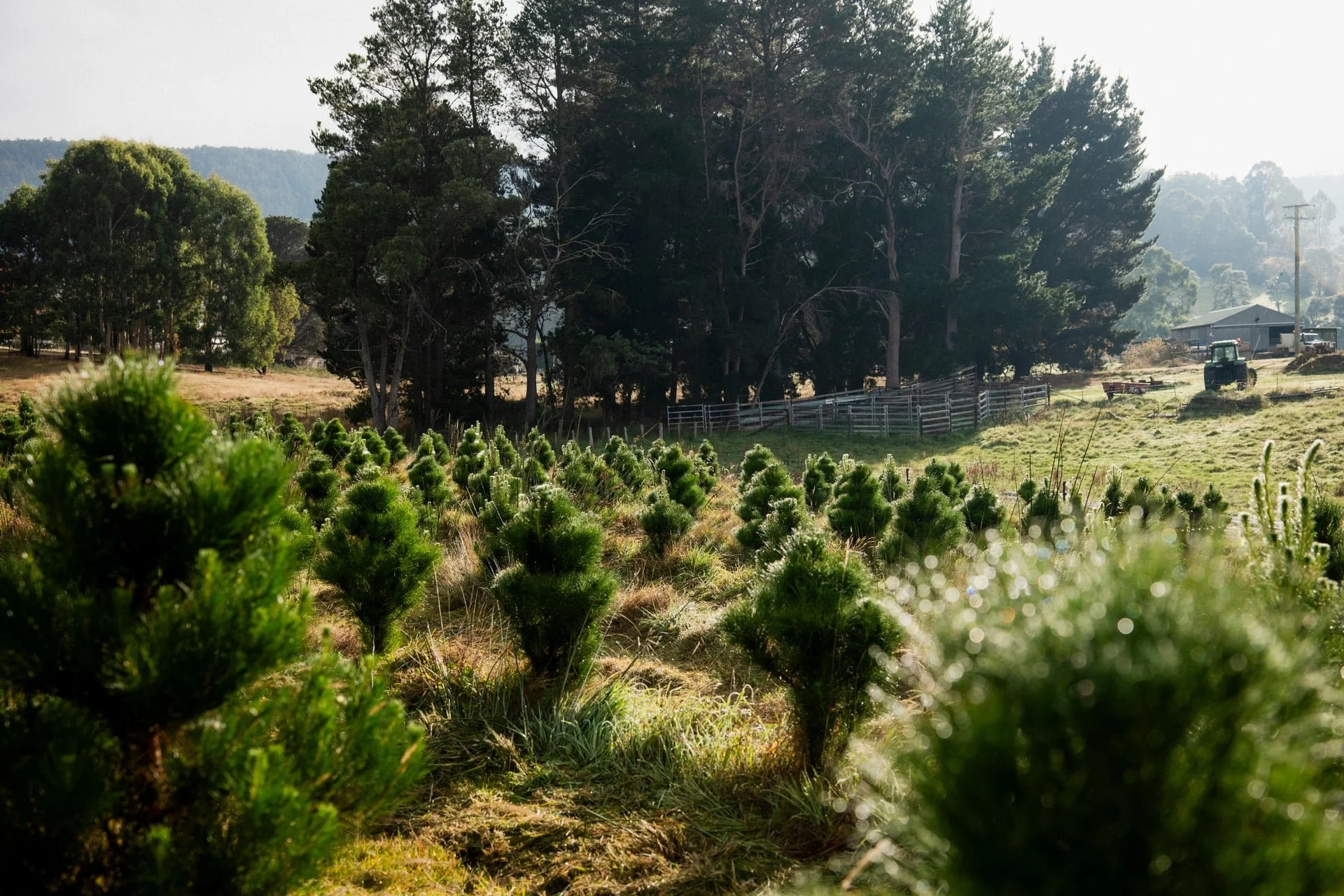 Huon_River_Downs_Brand_Shoot_165.jpg