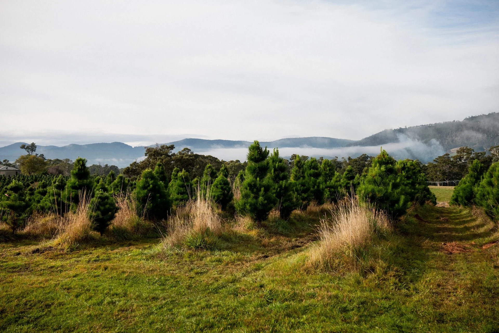 Huon_River_Downs_Brand_Shoot_155.jpg