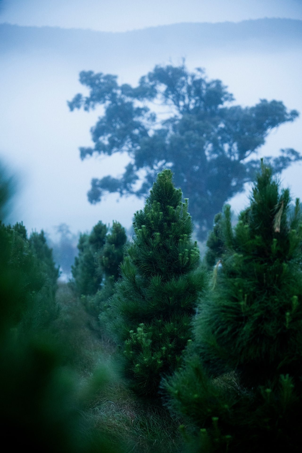 Huon_River_Downs_Brand_Shoot_15.jpg